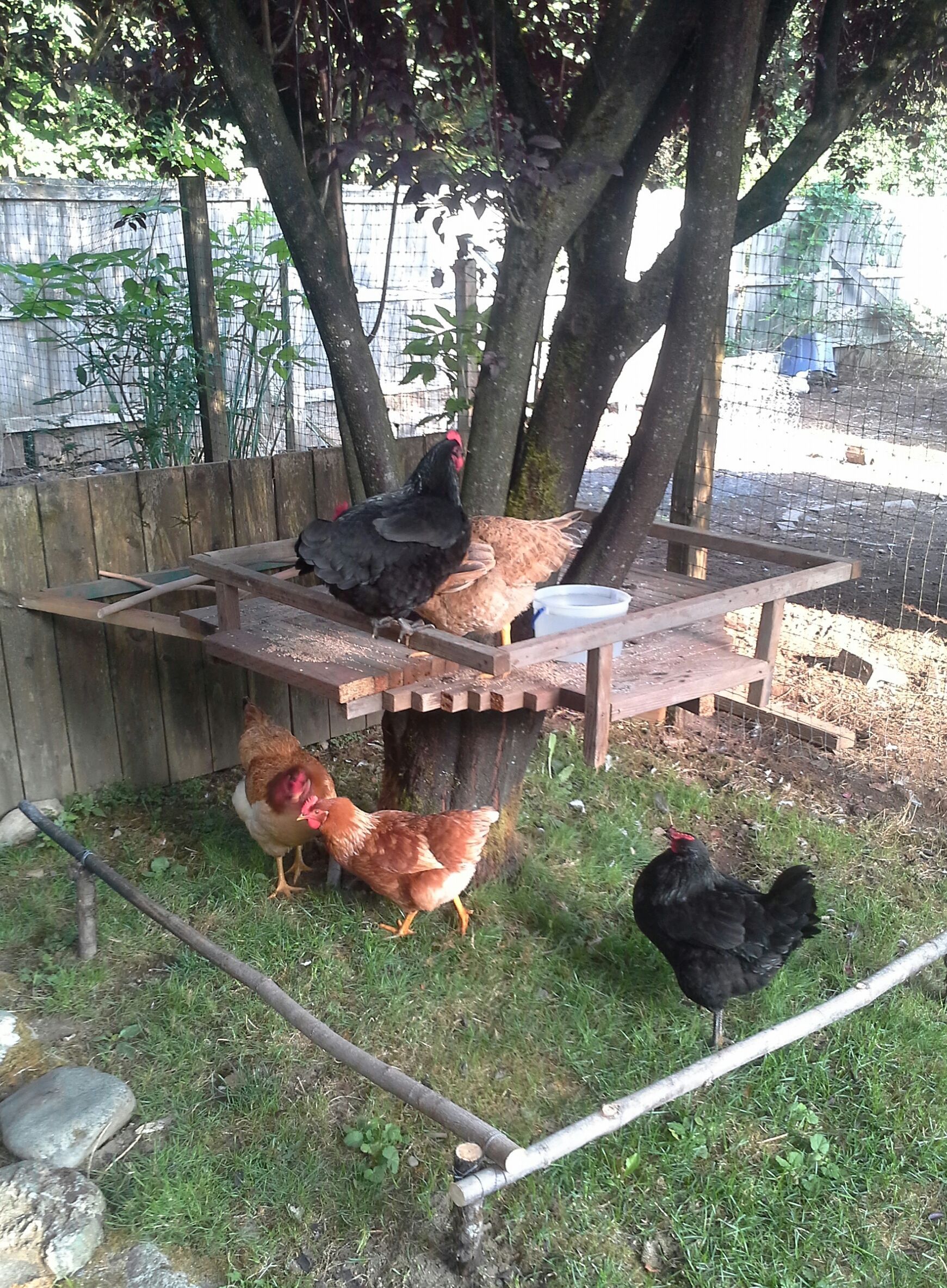 Hanging out on their tree perch
