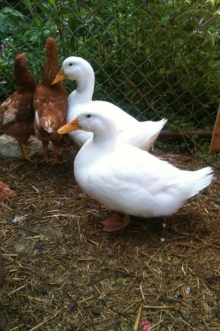 Hanging out together