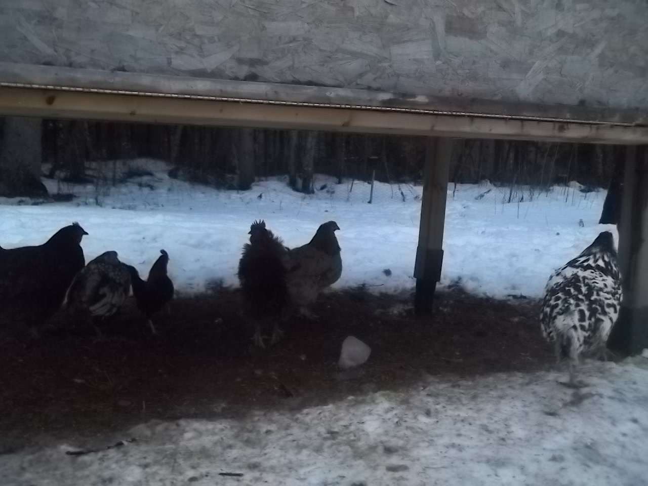 Hanging out under the coop