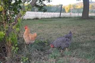 Hanging out under the lilac bush continued.
