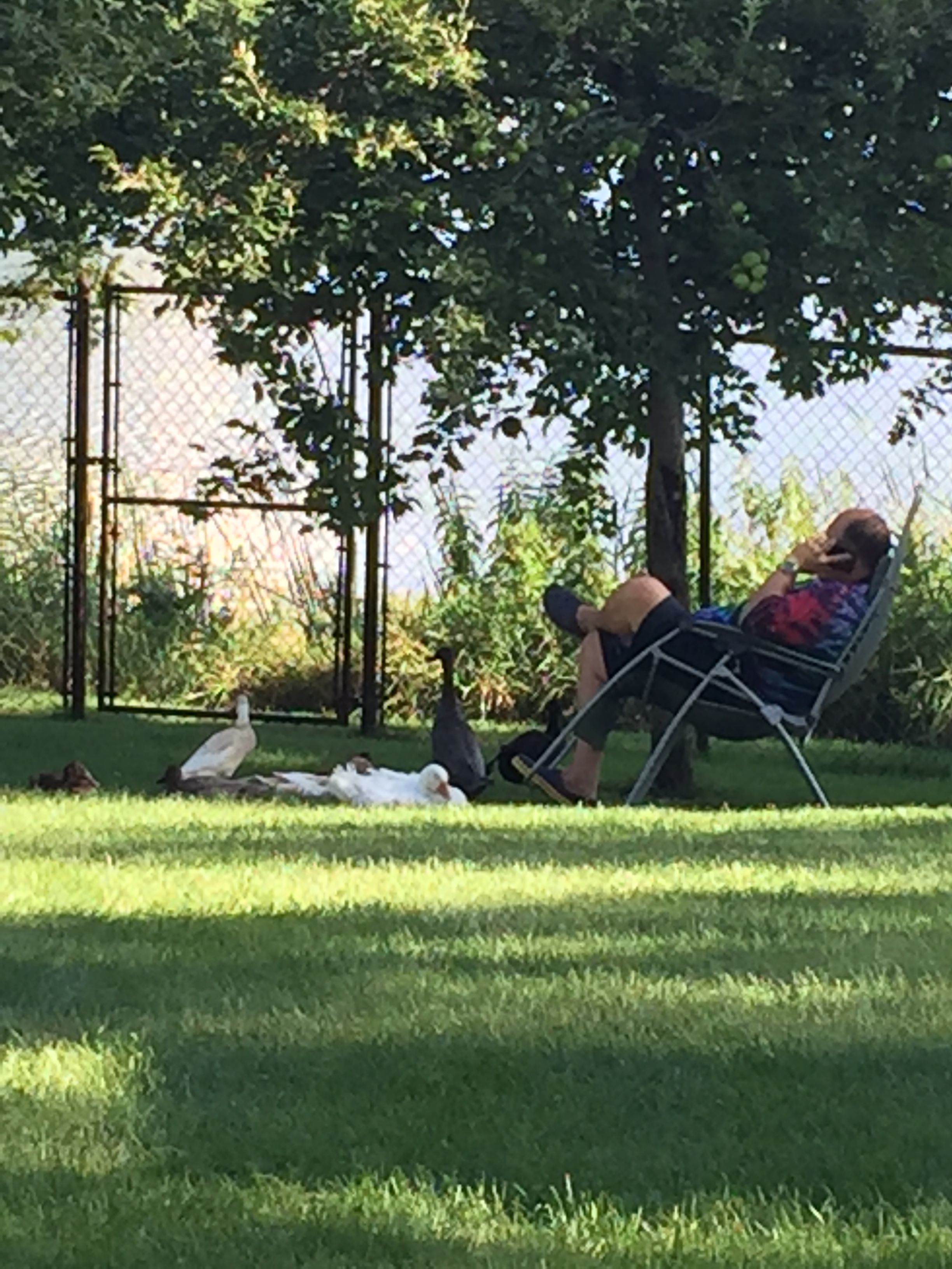 Hanging out with the flock