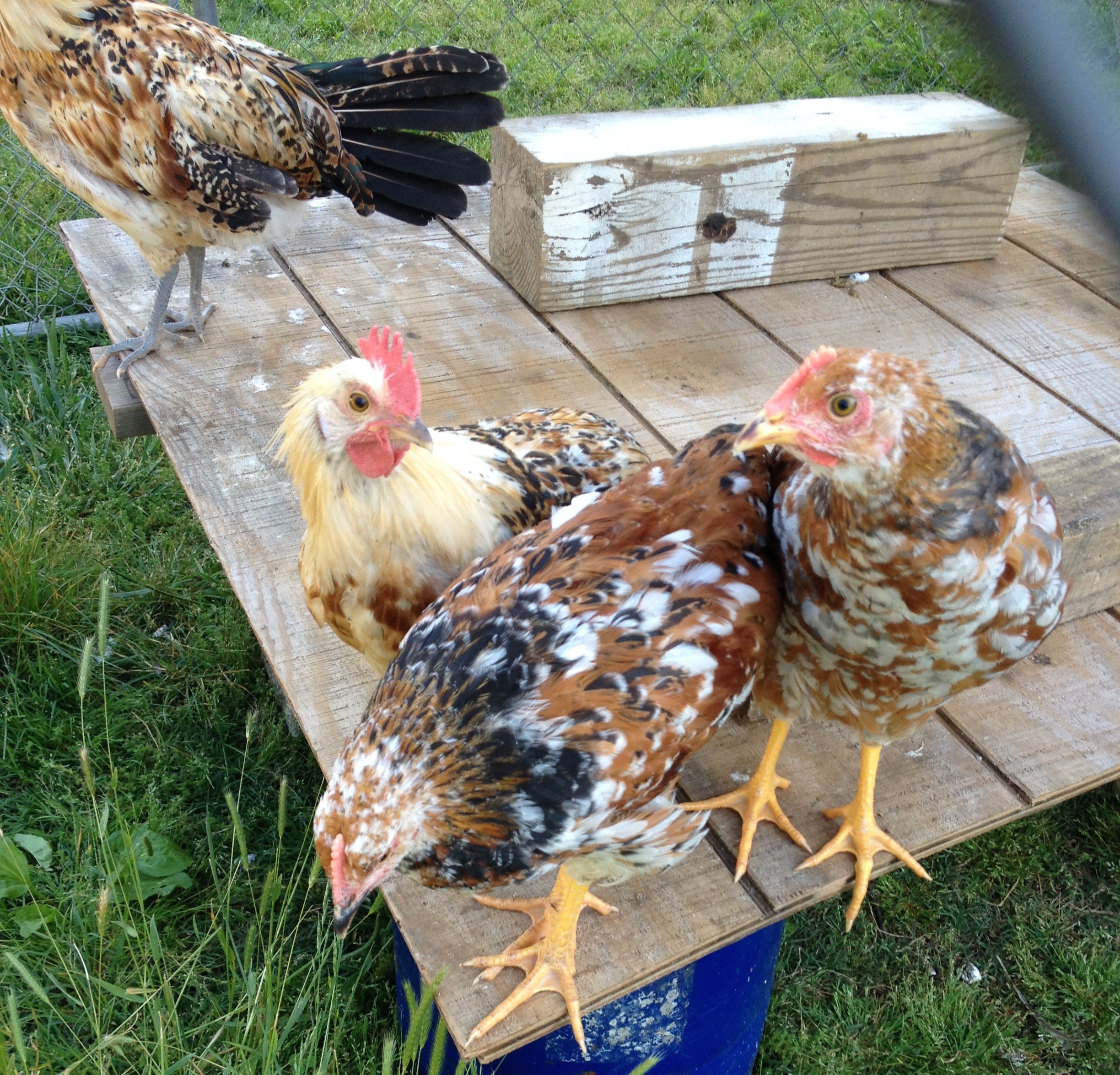 Hanging out with the Frisian's