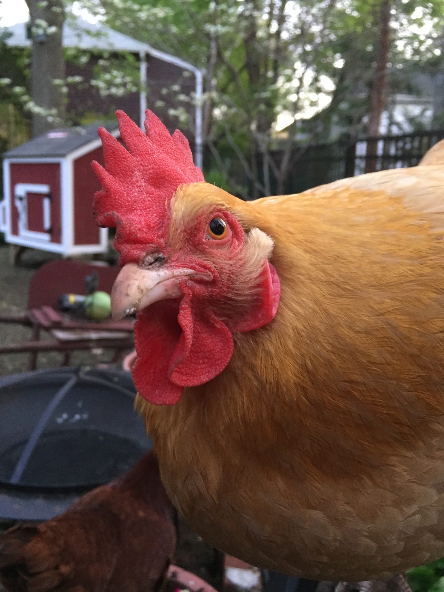 Hanging with the girls in the back yard.