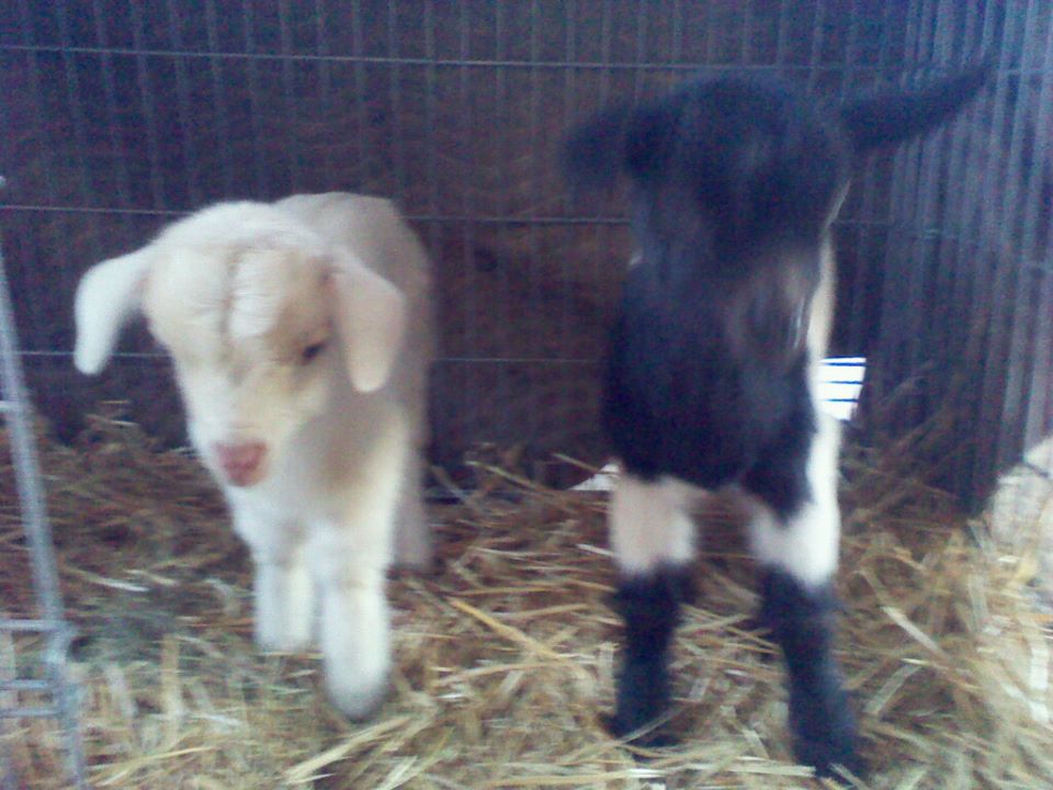 Hank and Patsy @ 2 wks old