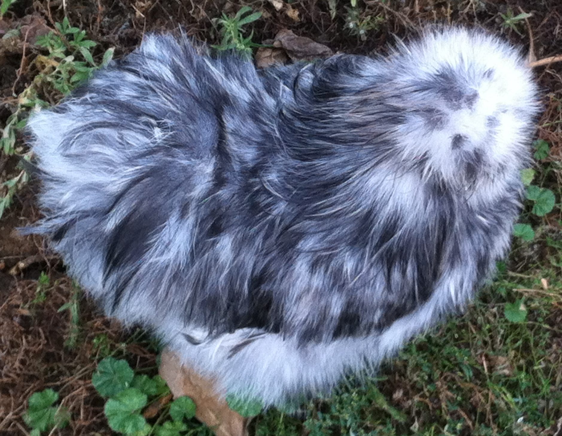 Hank, splash cockerel