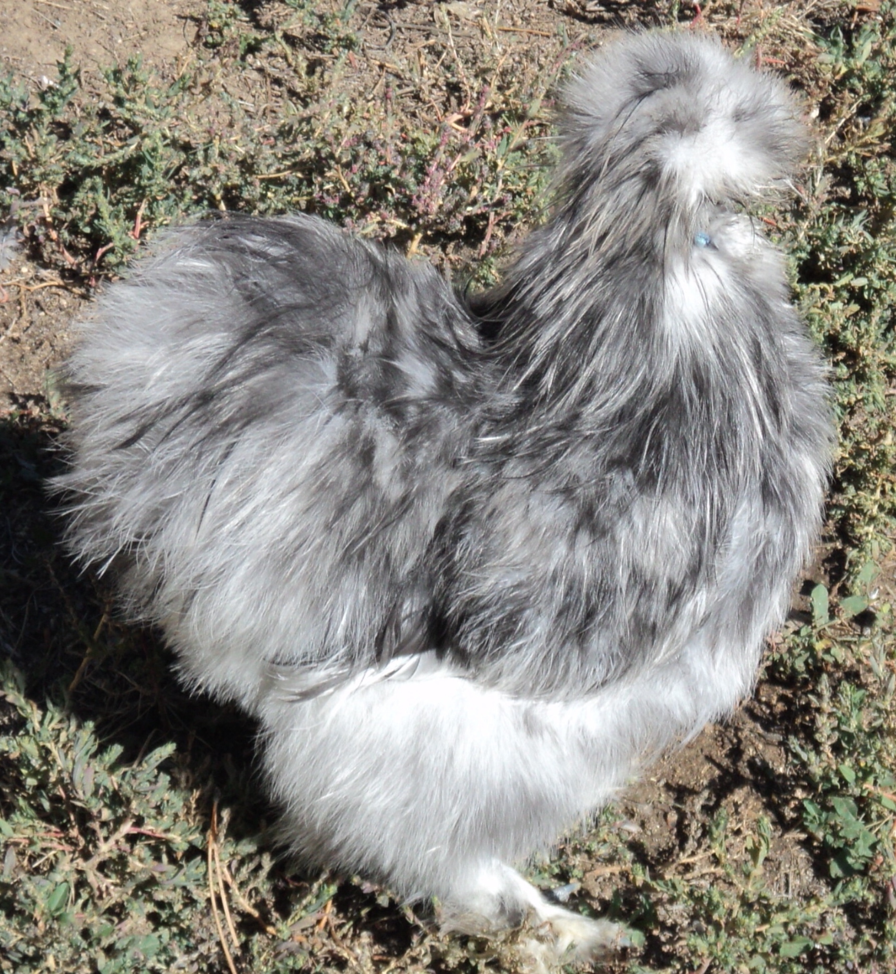 Hank, splash cockerel