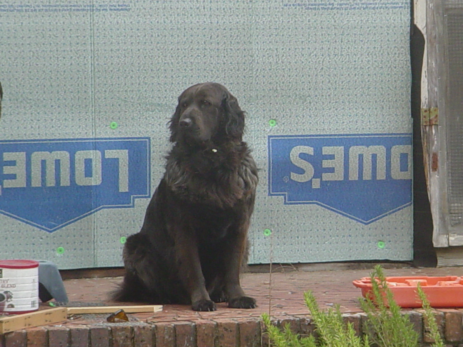 Hank watching over his babies.
