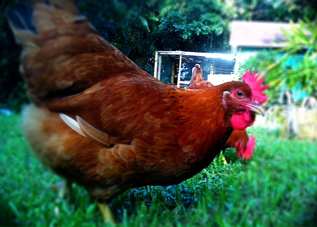 Hanna started laying eggs already..
She's a New Hampshire Red