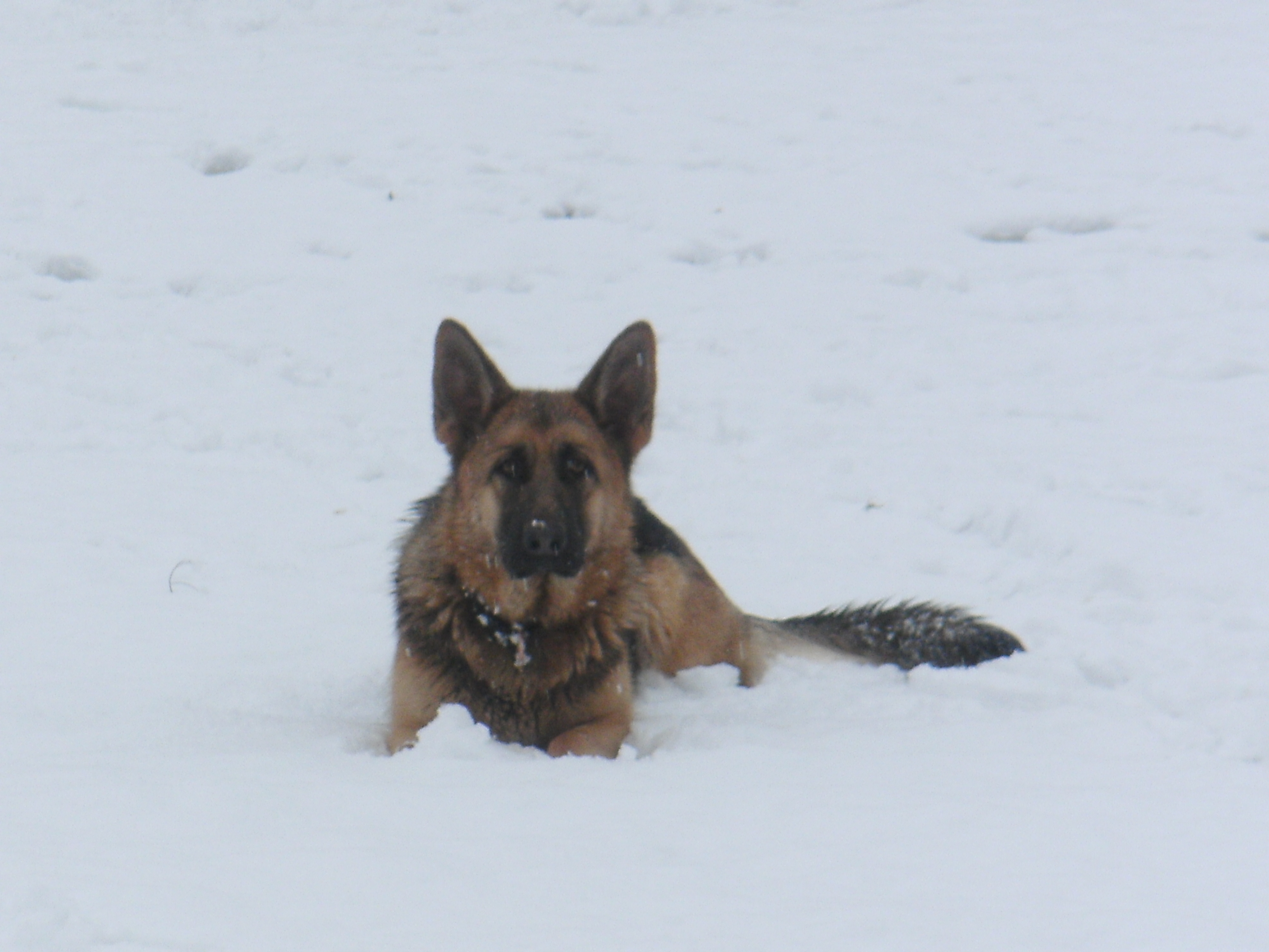 Hannah.... enjoying the snow