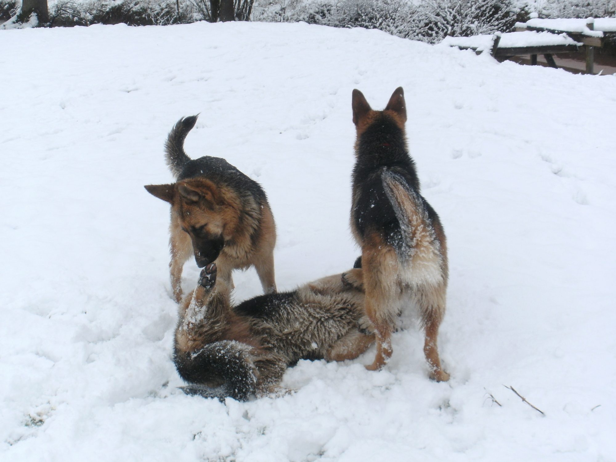 Hannah, Holly and Hope.....playing in the snow