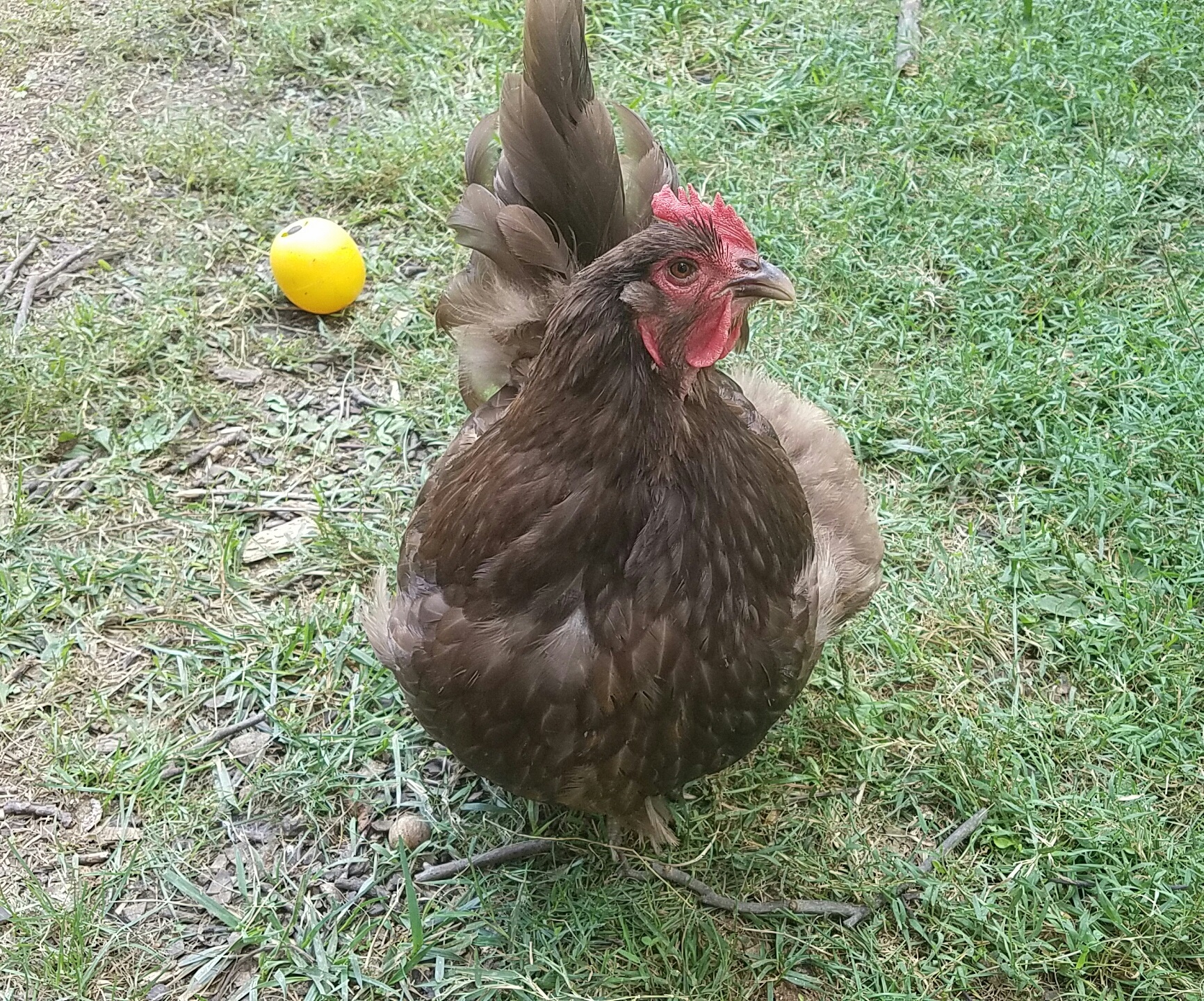 Hannah, our 1 year old chocolate Orpington.