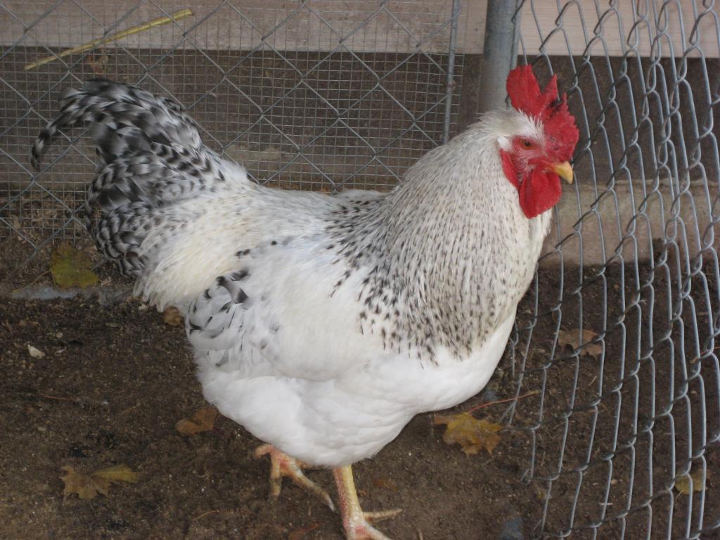 Hansom my Del Rooster