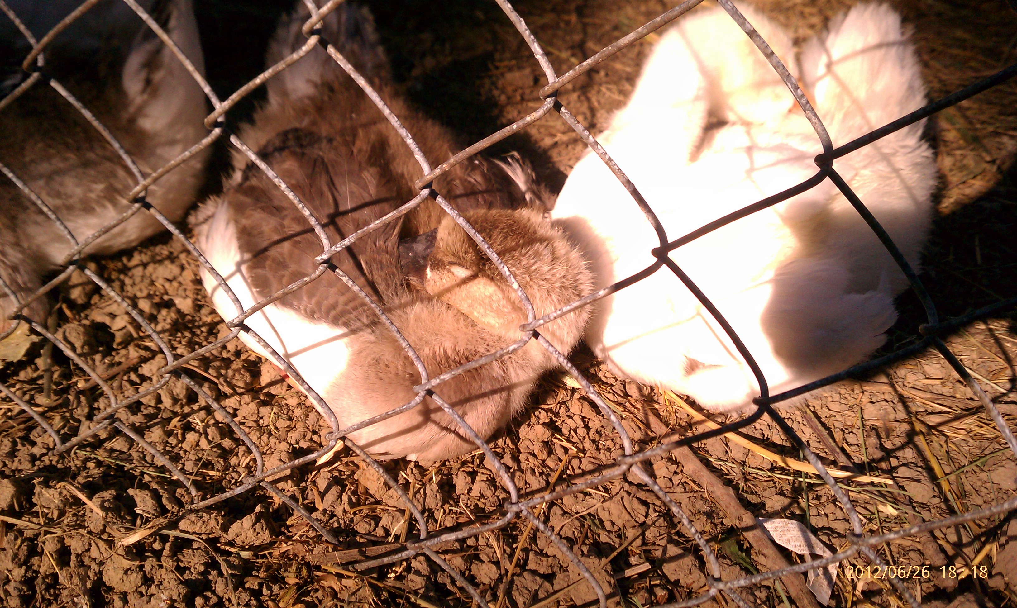 Happy Babies! Coop is ready and they are old enough to be outside.