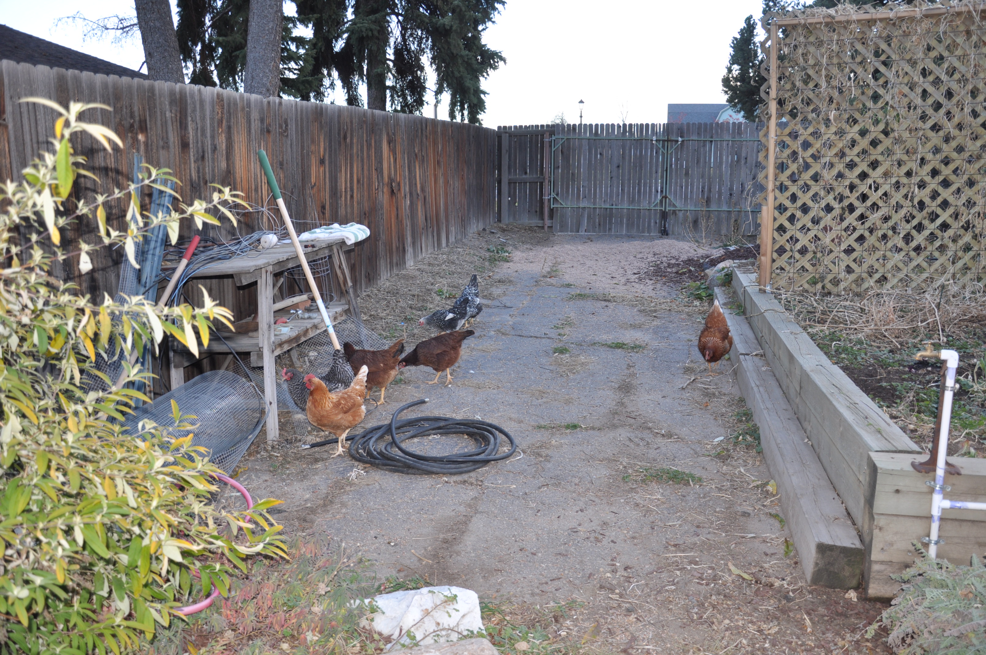 Happy chickens playing in the garden.