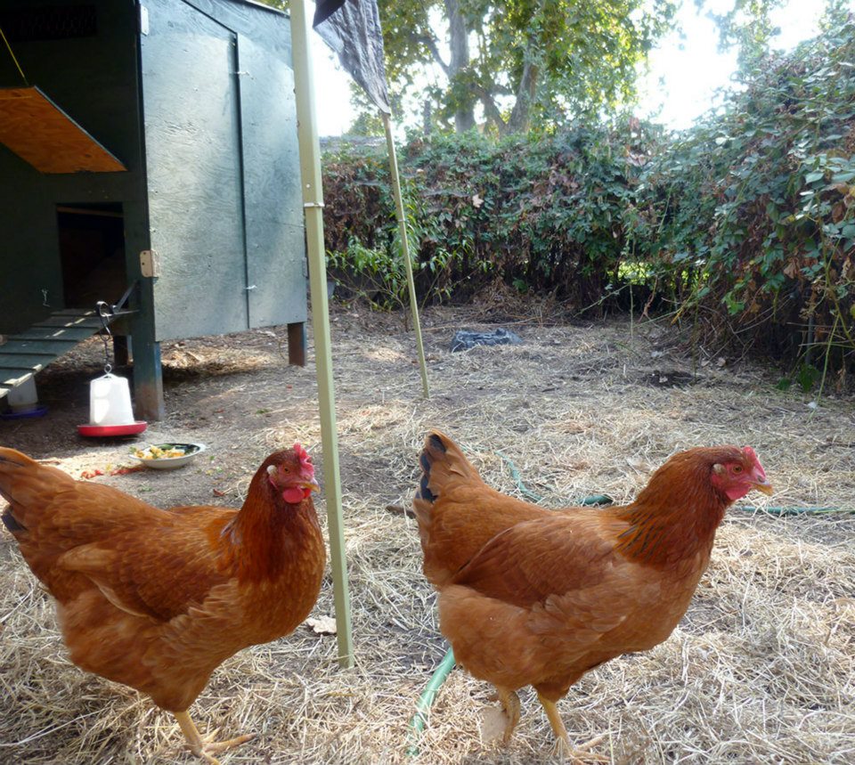 Happy chickens