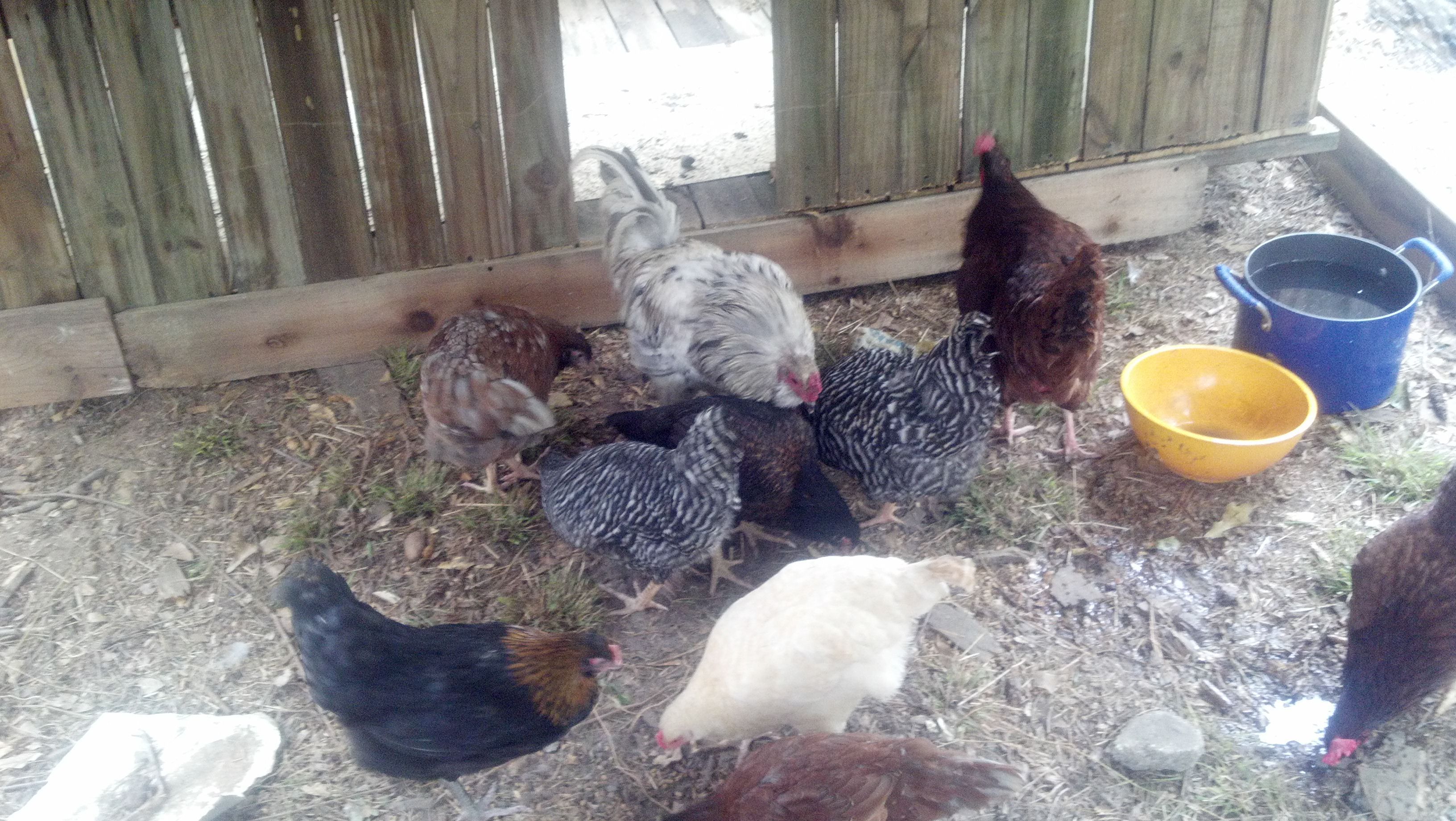 HAPPY CHICKENS!