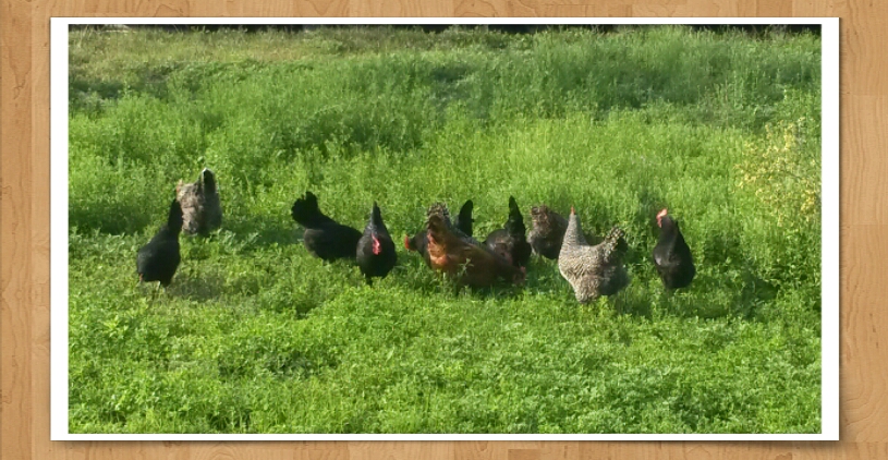 happy chickens