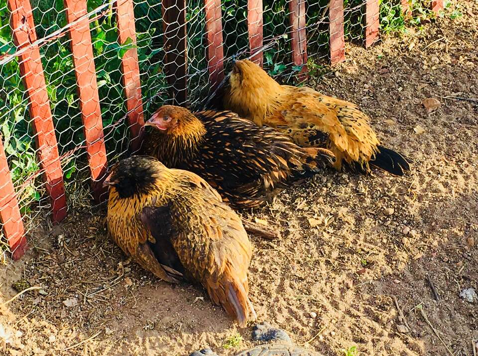 Happy Chicks In Chicken Run