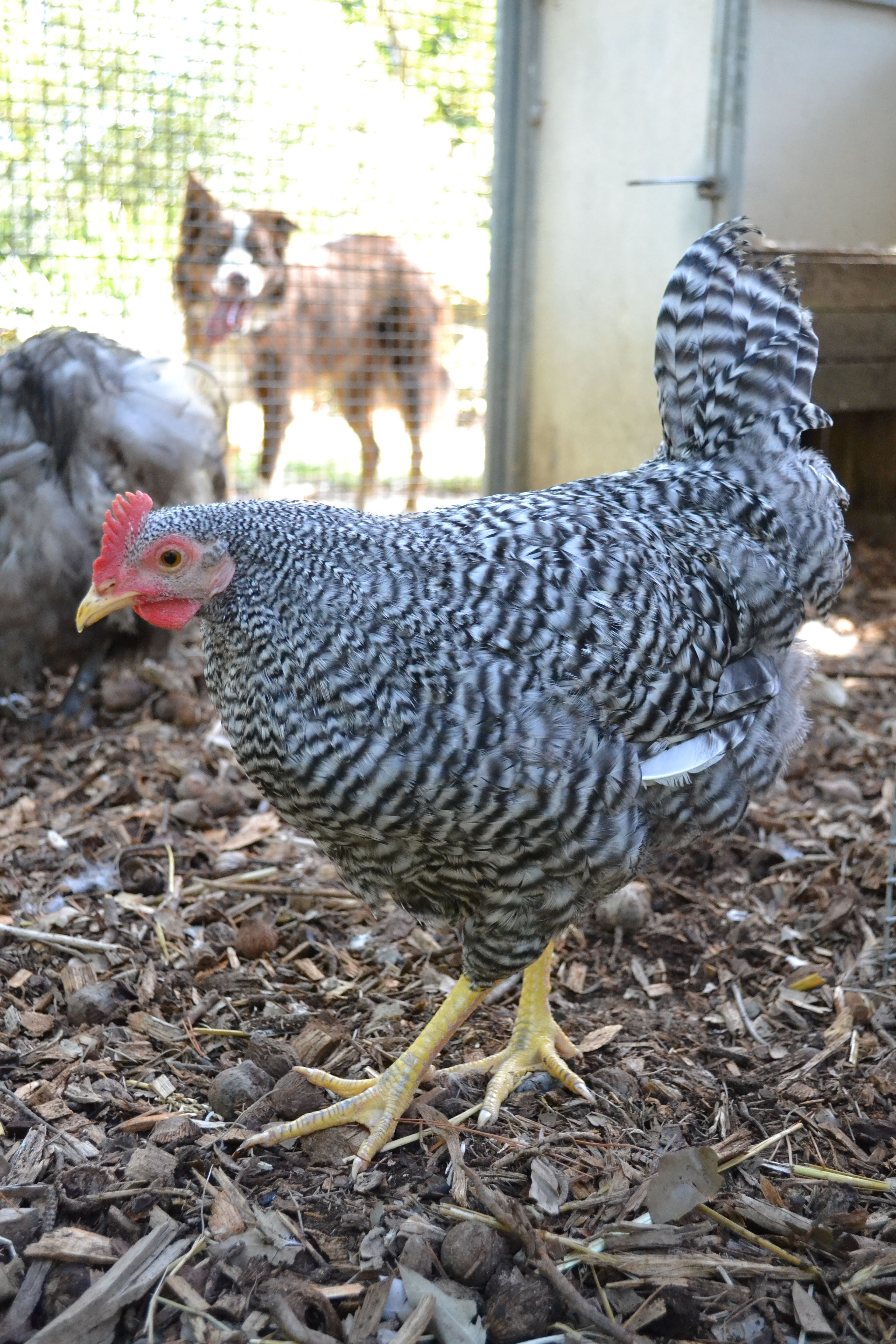 Happy Days - new ground in the coop!