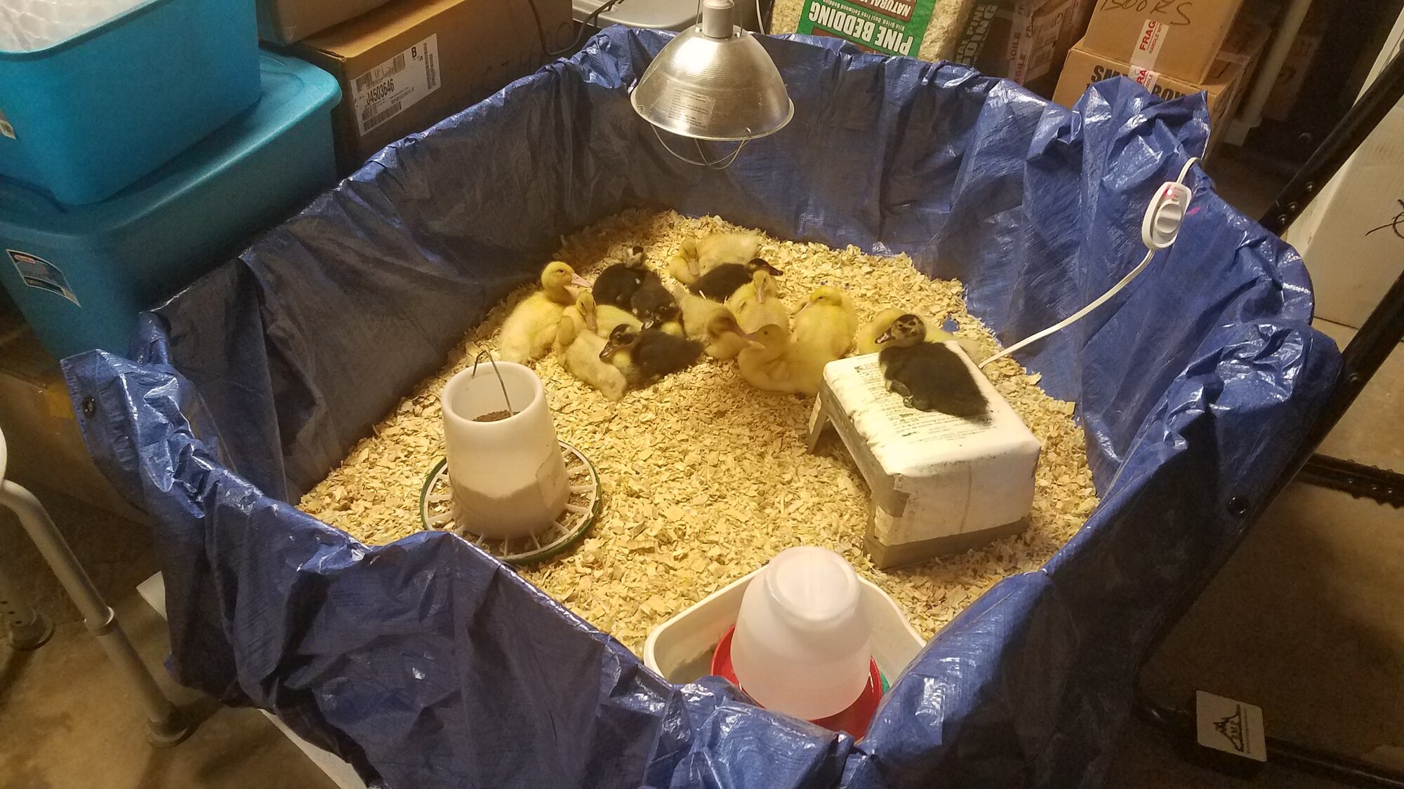 Happy ducklings in the self made brooder