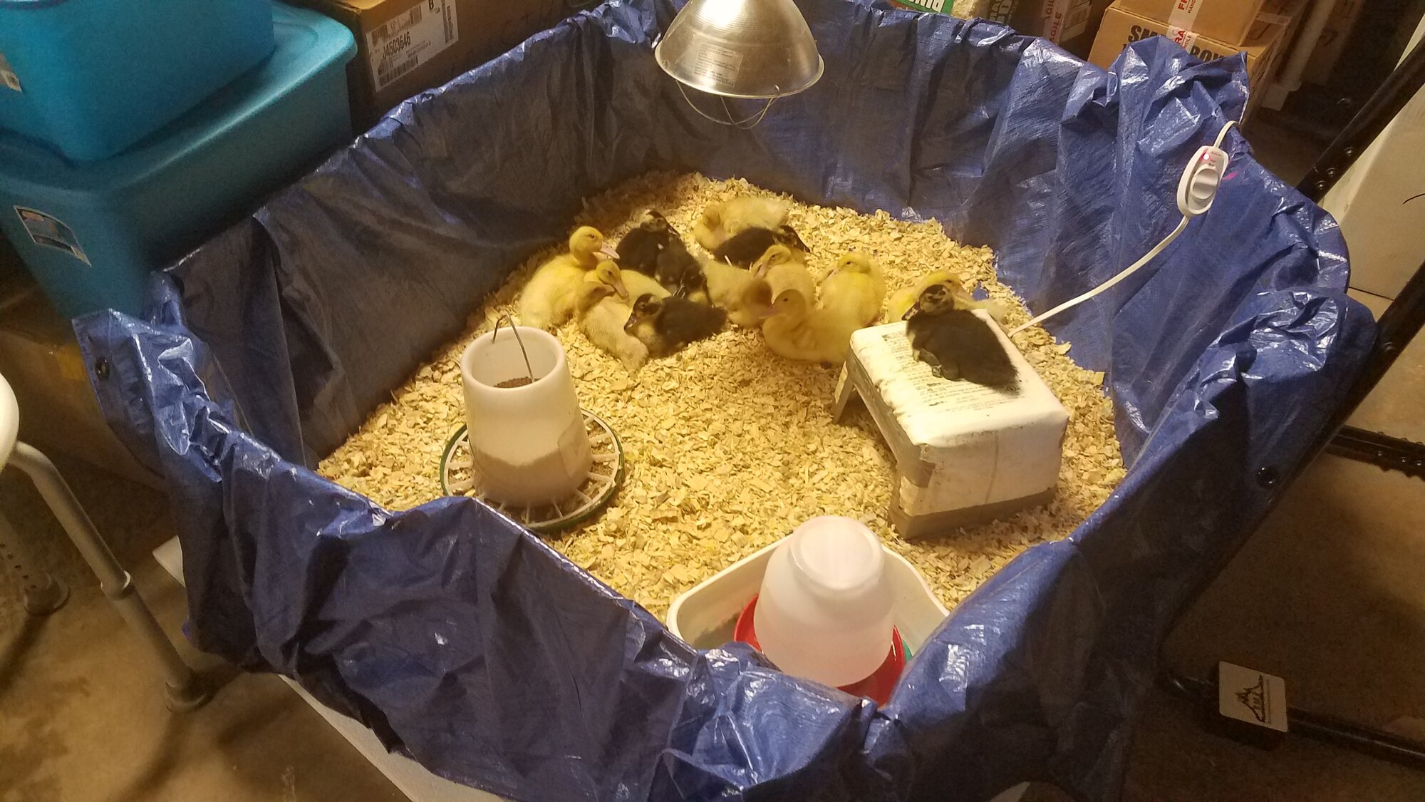 Happy ducklings in the self made brooder