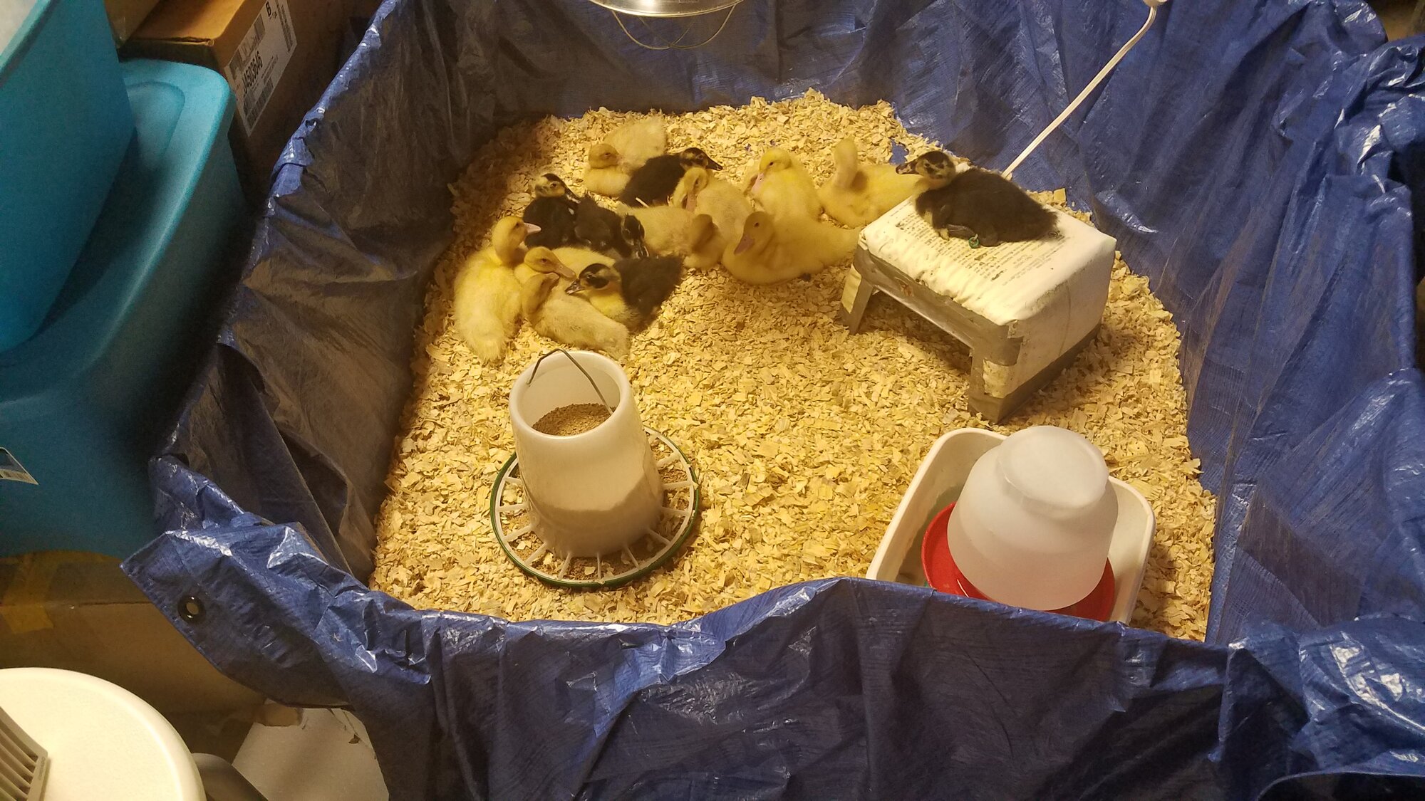 Happy ducklings in the self made brooder