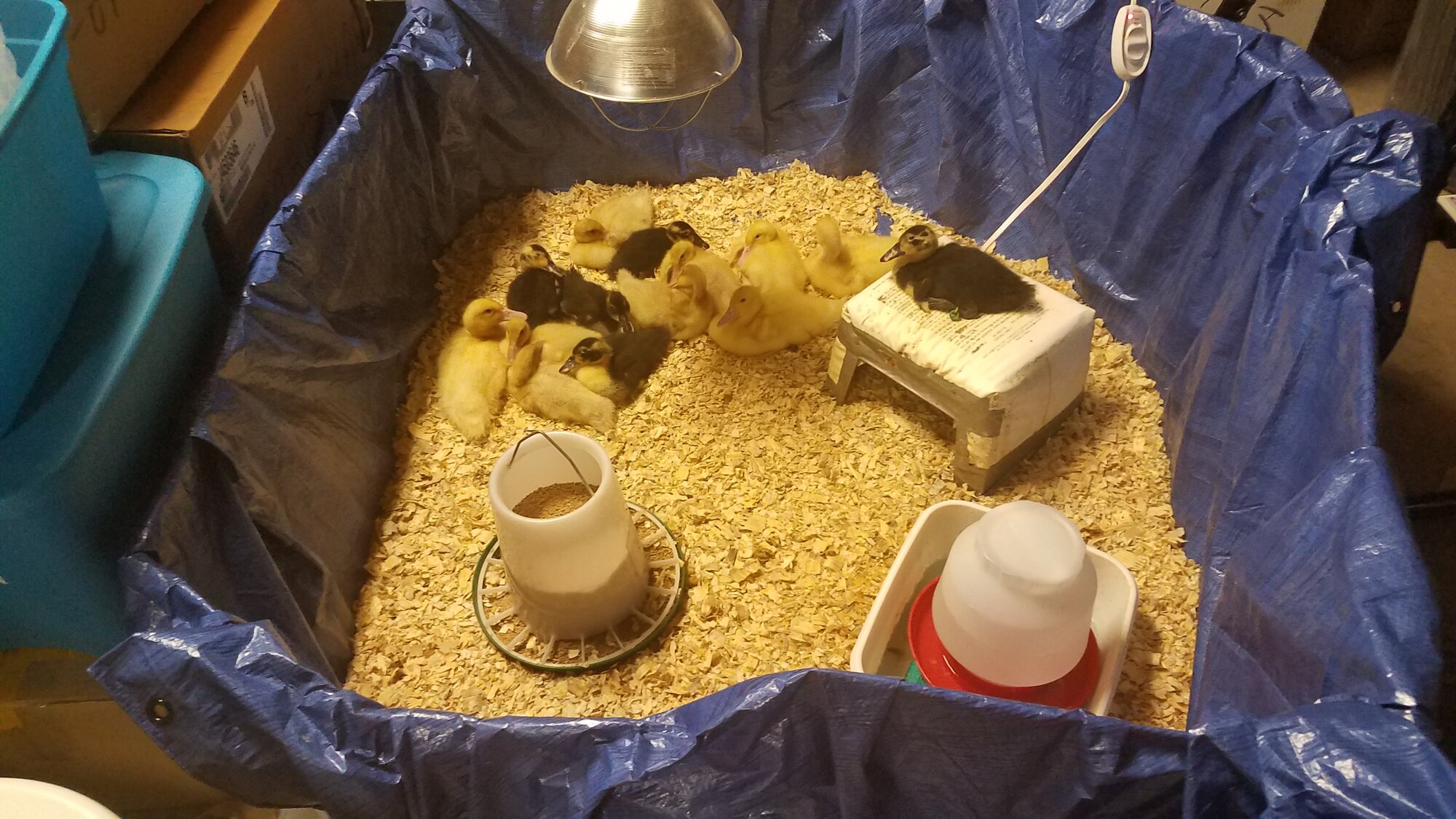 Happy ducklings in the self made brooder