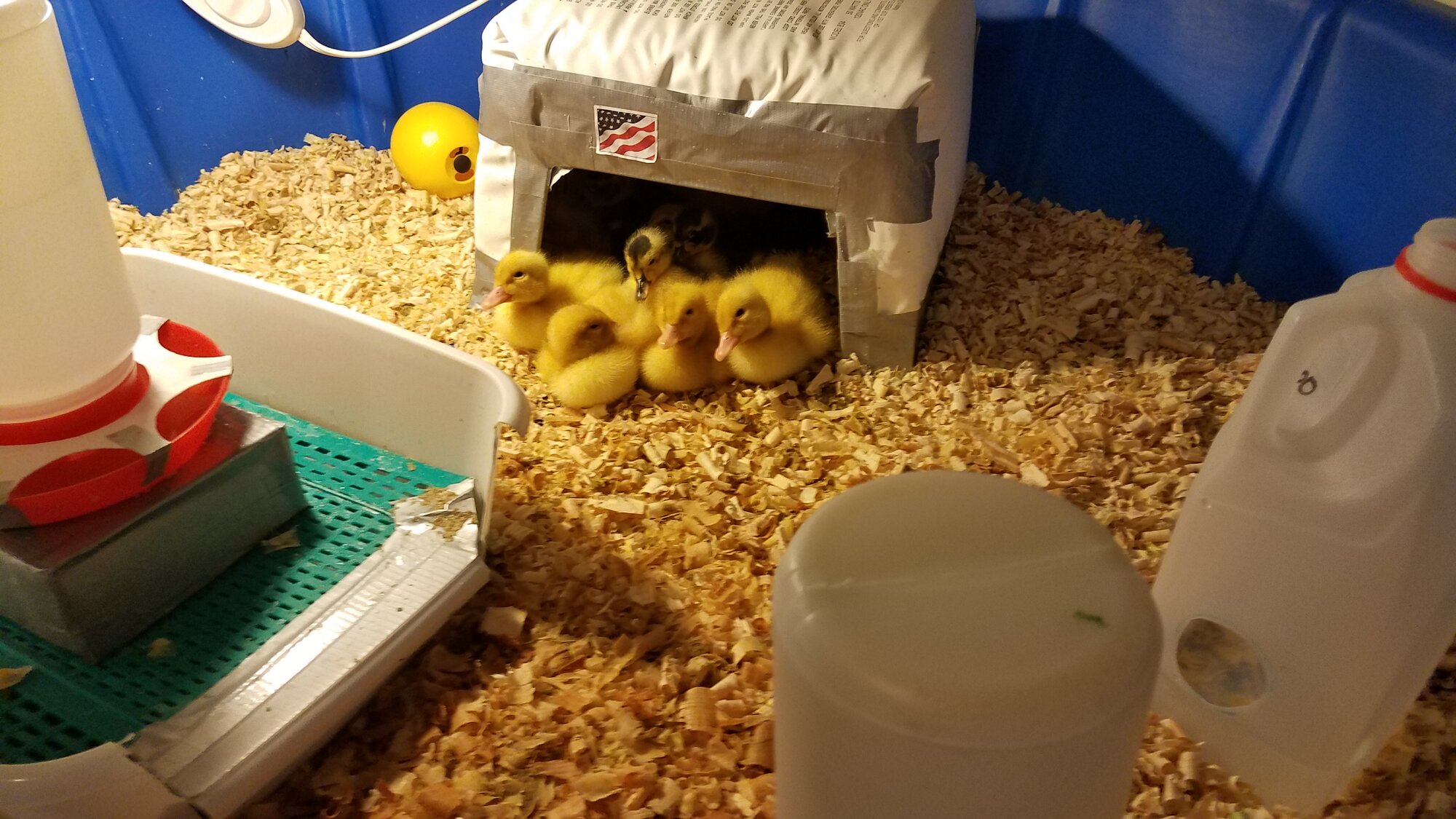 Happy Ducklings