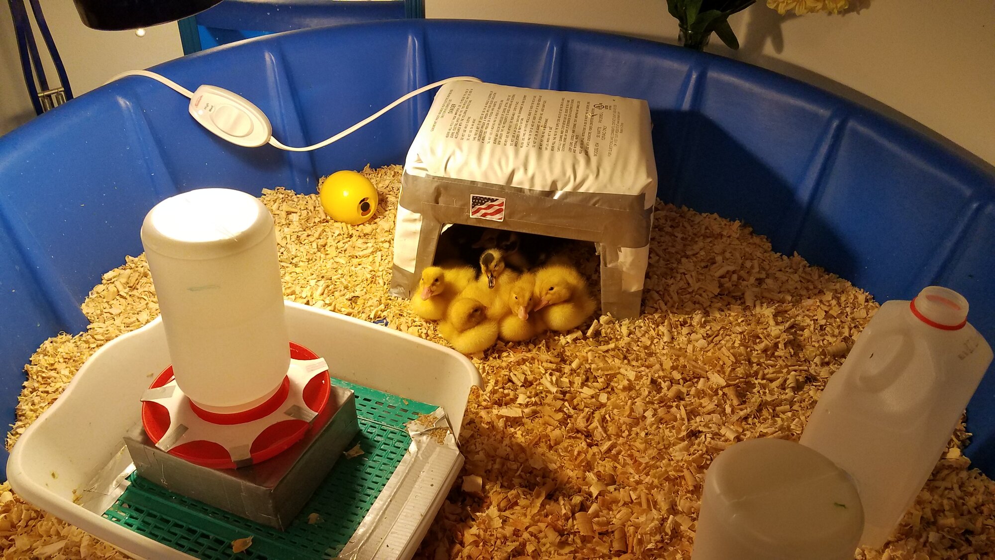 Happy Ducklings