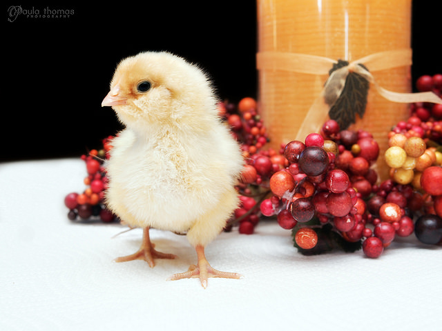 Happy Fall!