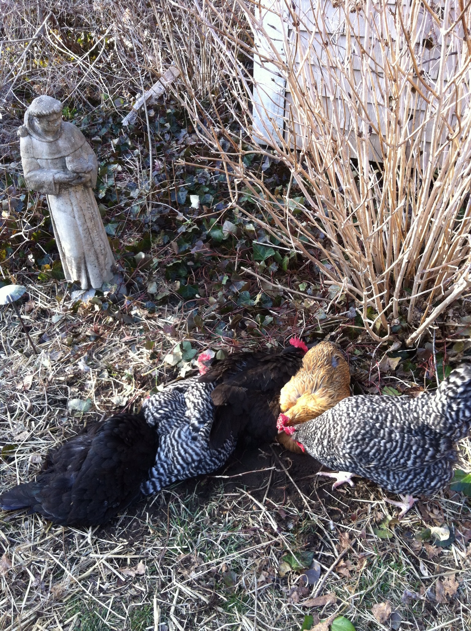 Happy first birthday! Group dust bath