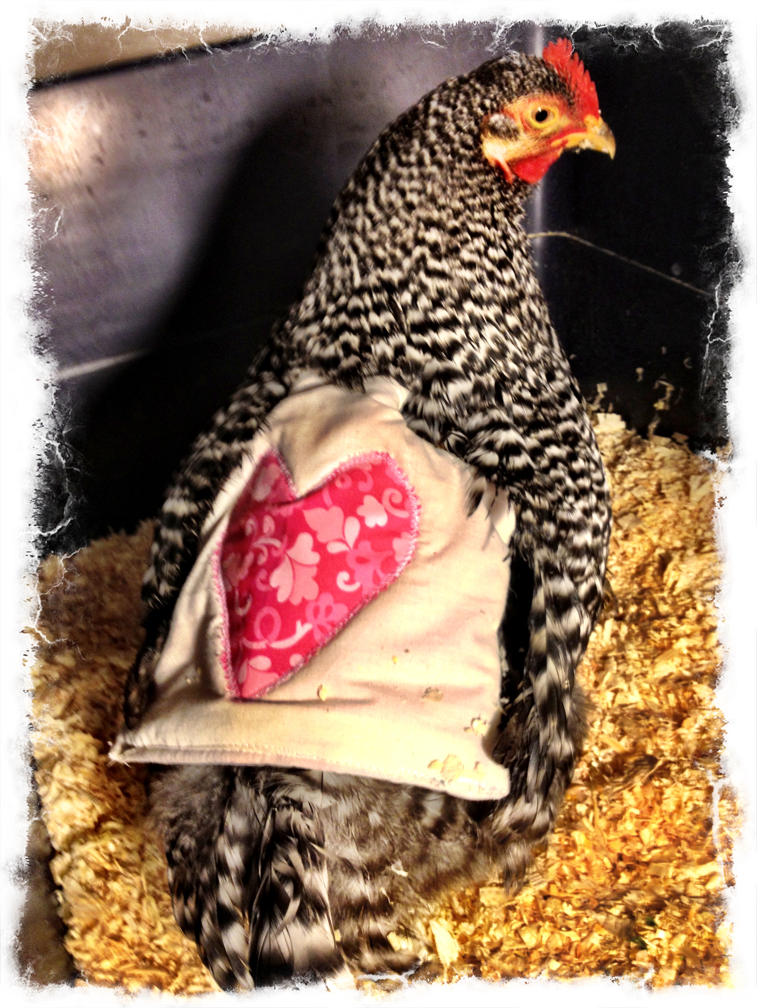 Happy in her chicken saddle my amazing mom made and she can't peck her wound dressing!