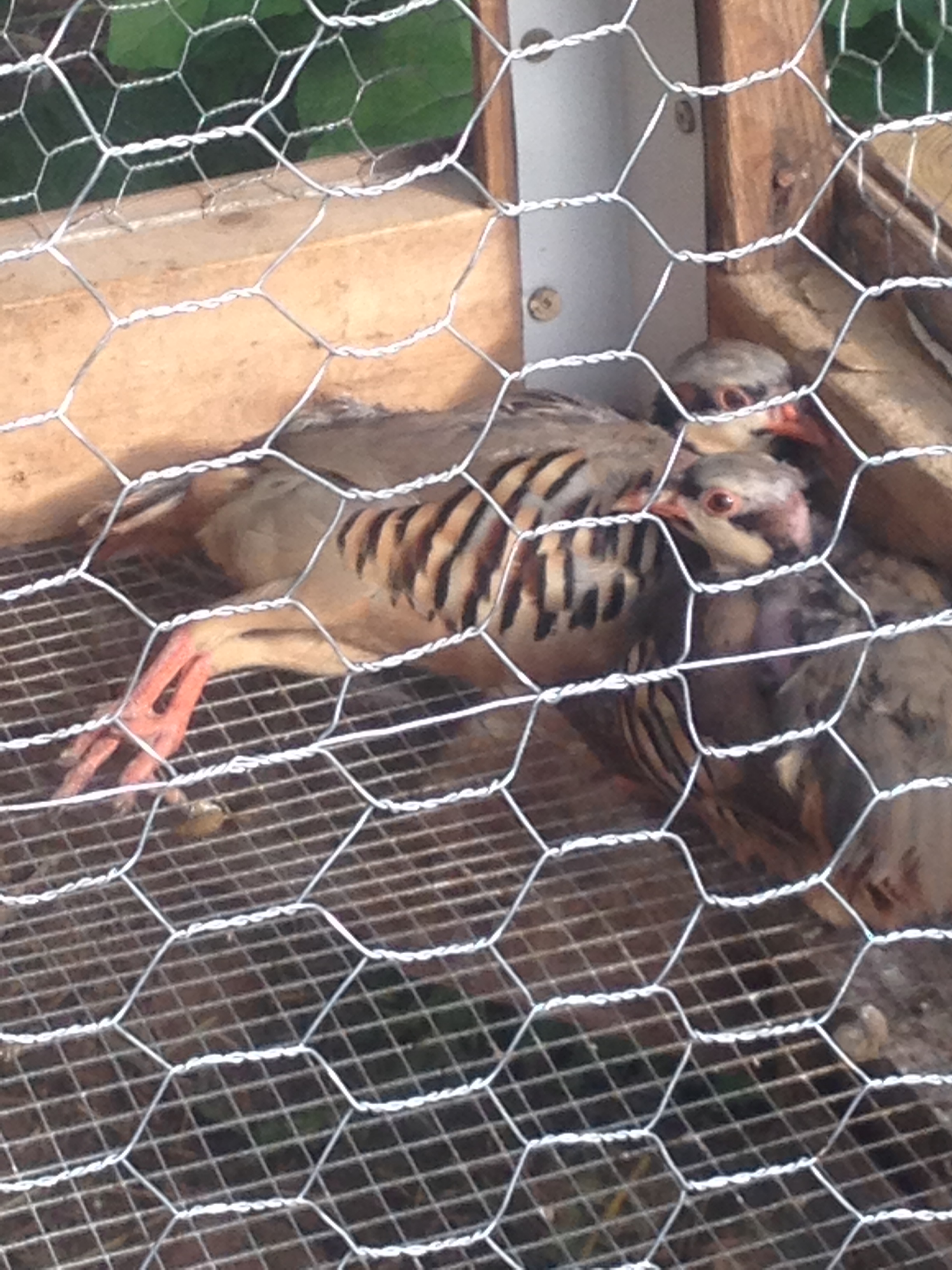 happy, lazy chukars