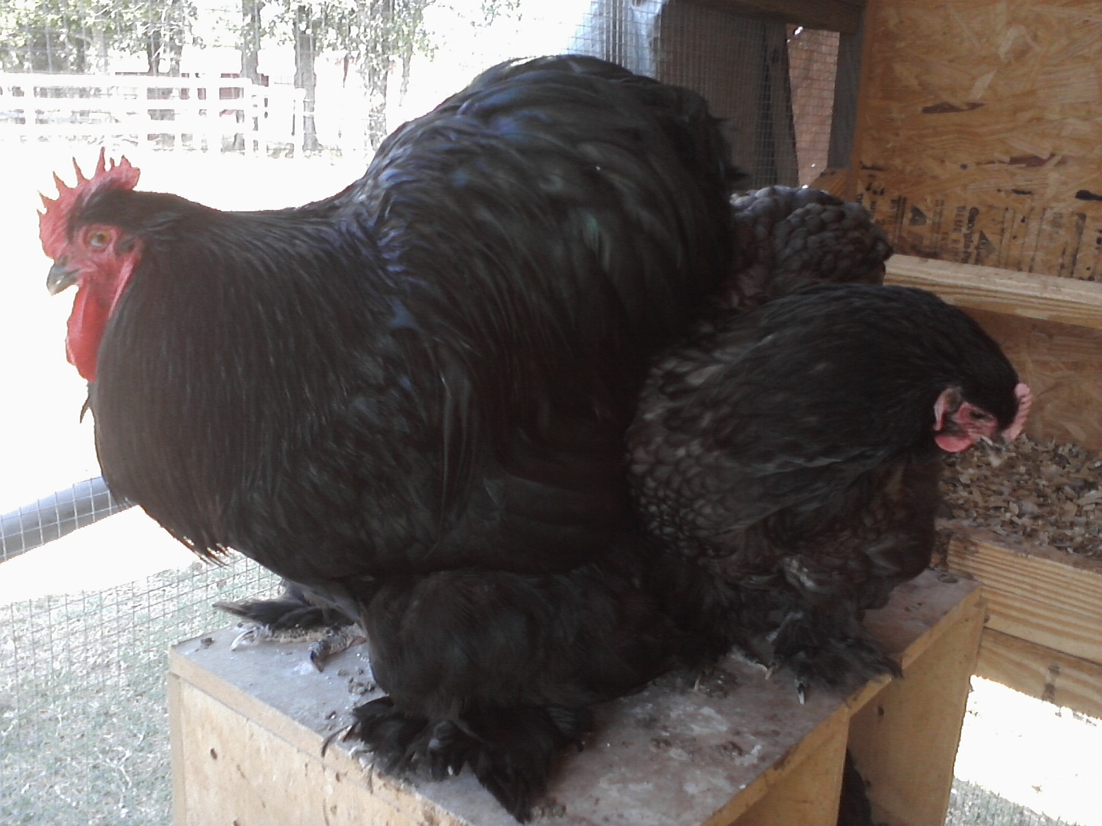 HappyFeet and Bella(: