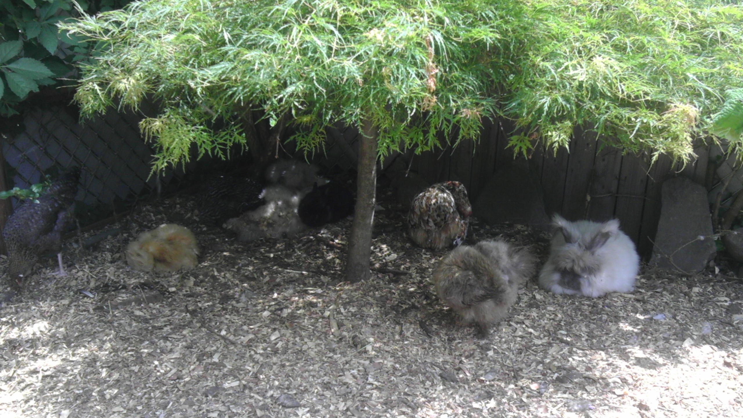 Happyland with hens and bunnies and lots of shade!