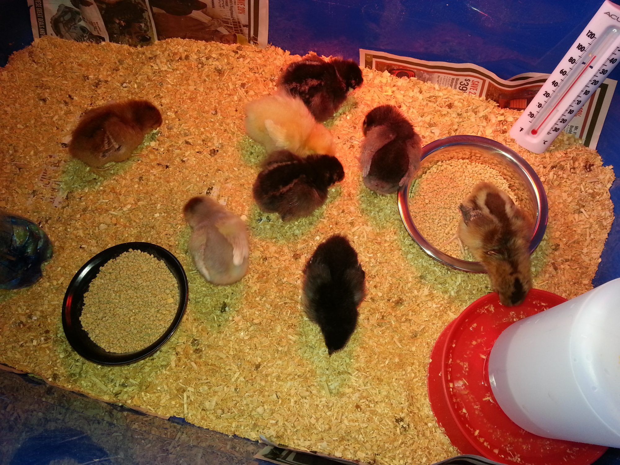 Hard to believe that this was just 1 month ago!  They were so tiny when they first came home!