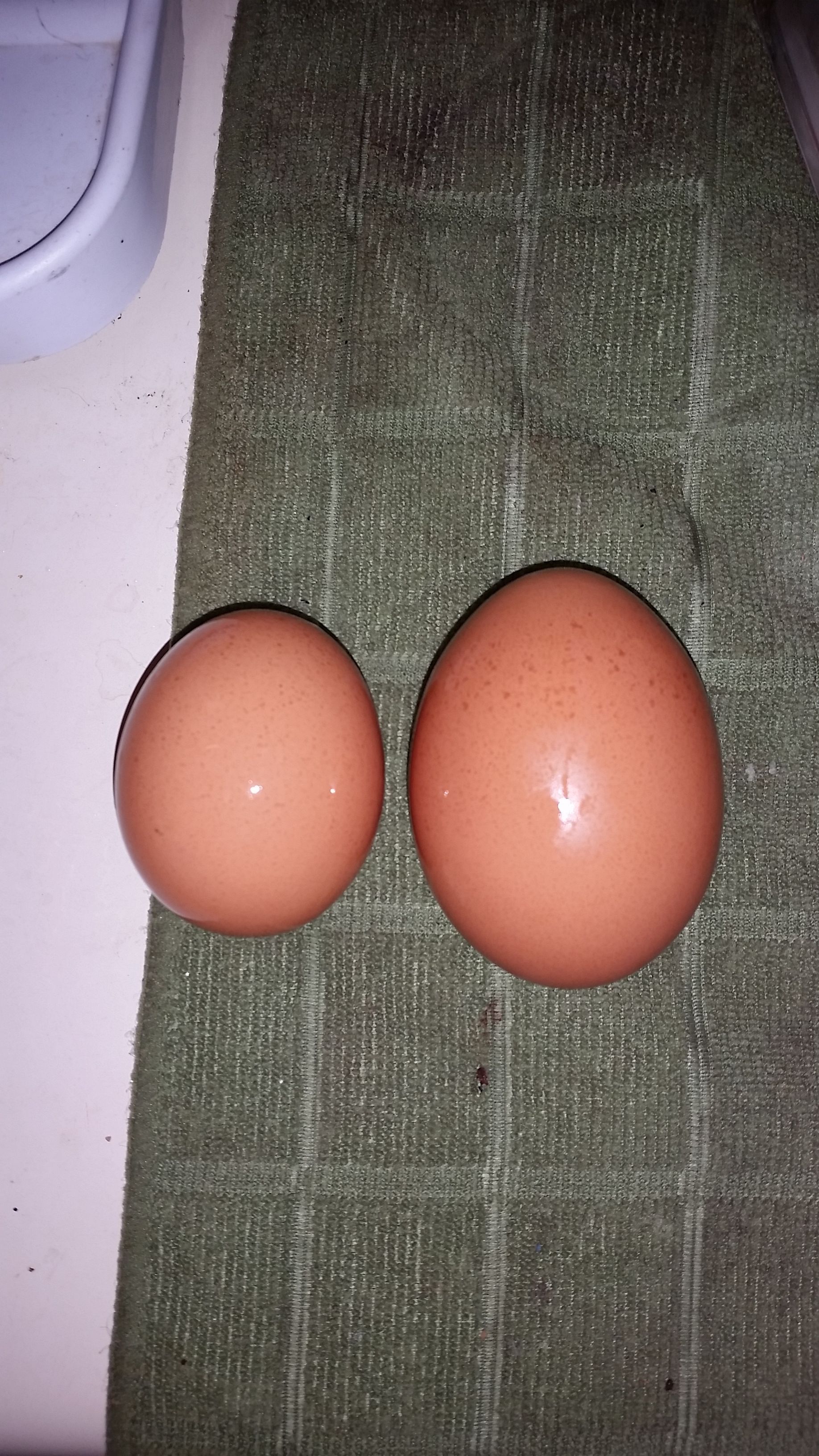 Hard to tell it by the picture, but the bigger of the two eggs ended up weighing 10 grams! We have a Cinnamon Queen Hen that throws the biggest eggs that I have ever been a witness to.