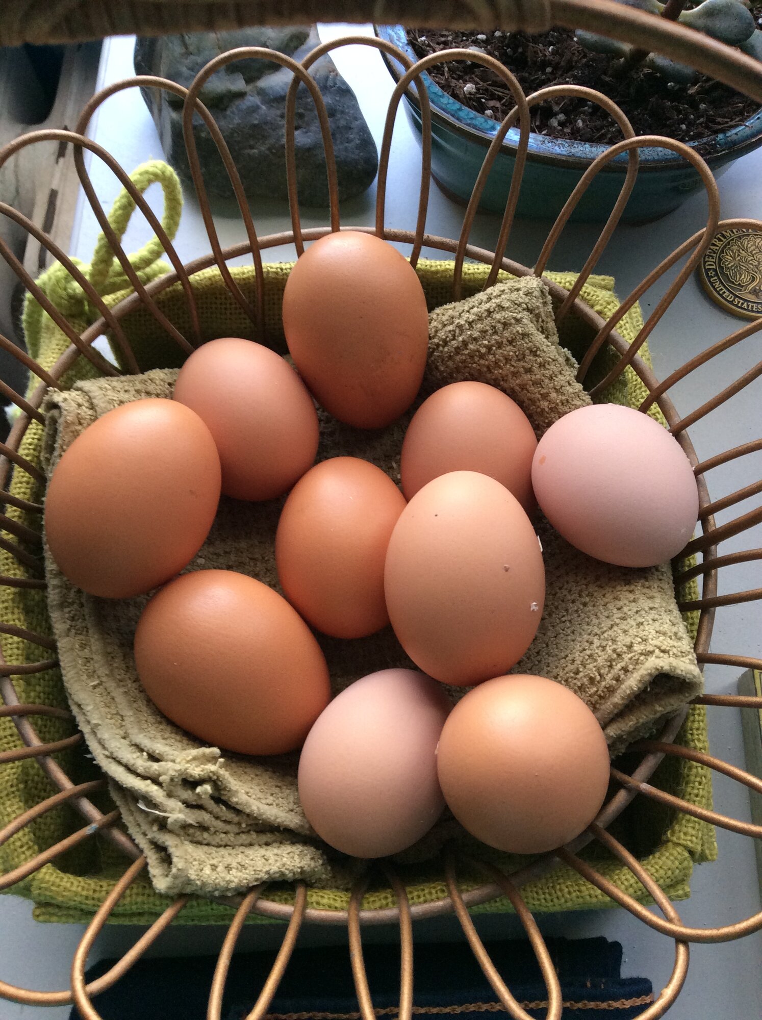 Hard-Working Hens