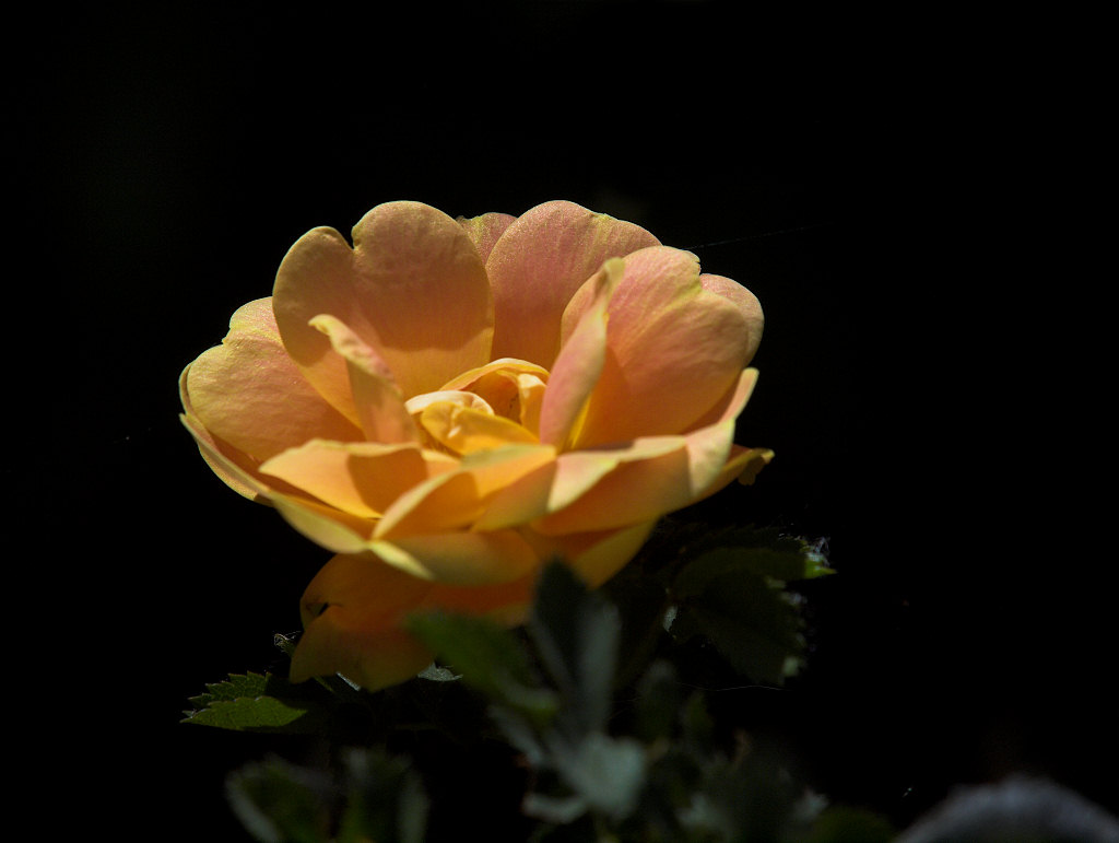 Harison's_yellow_rose_X6185981_06-18-2021-001.jpg