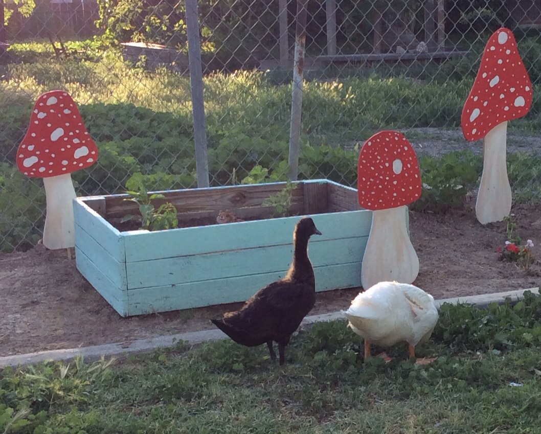 Harley and Ryle  our first ducks :)