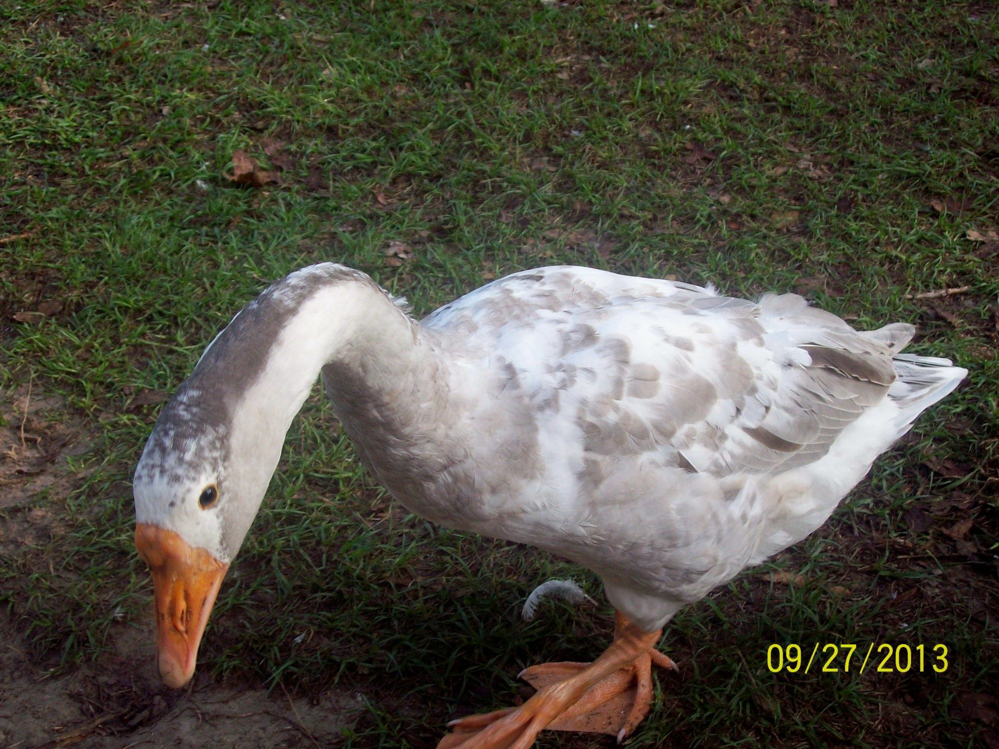 Harley chinese cross at 5 mths