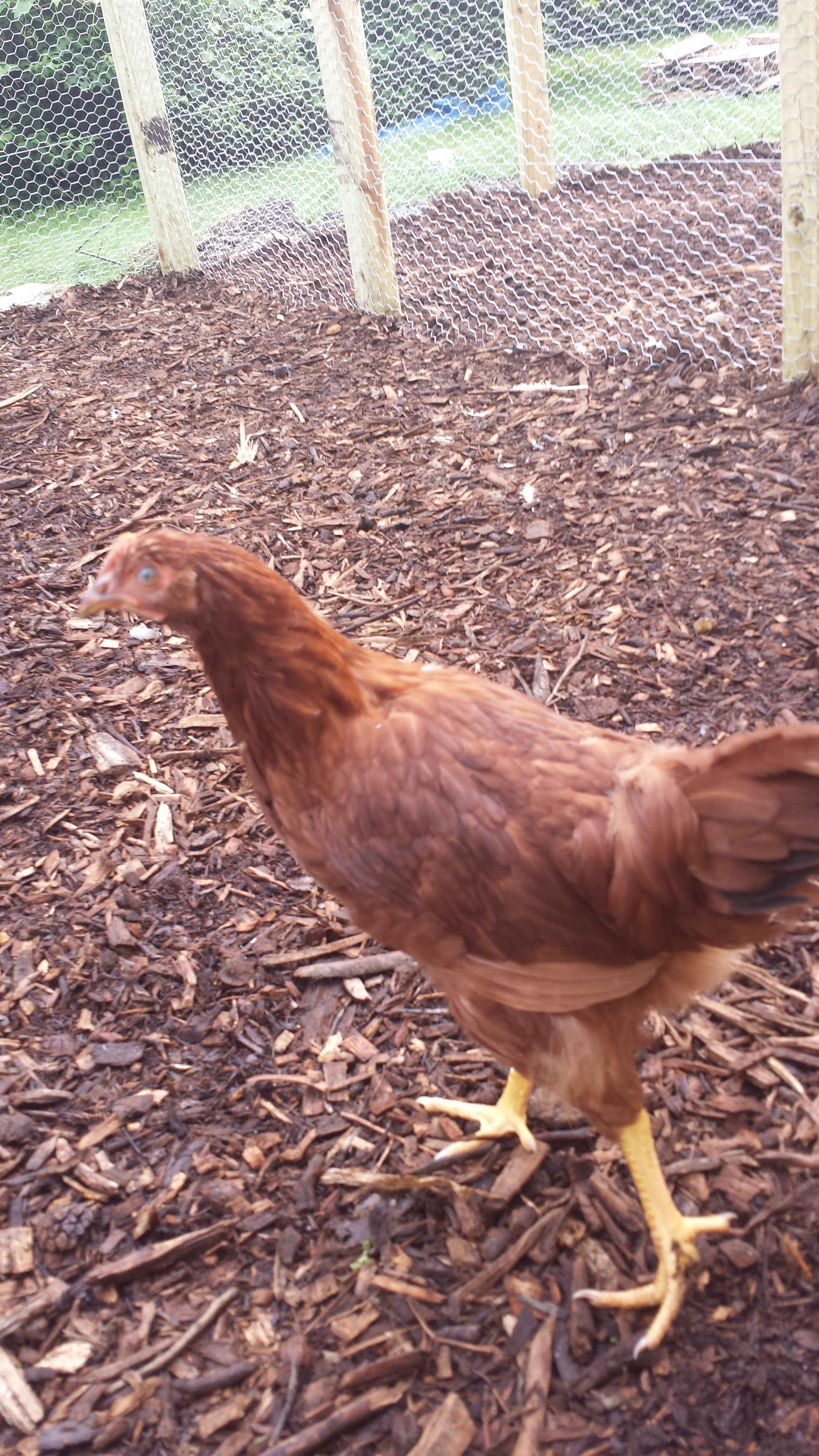 Harmony (hen)