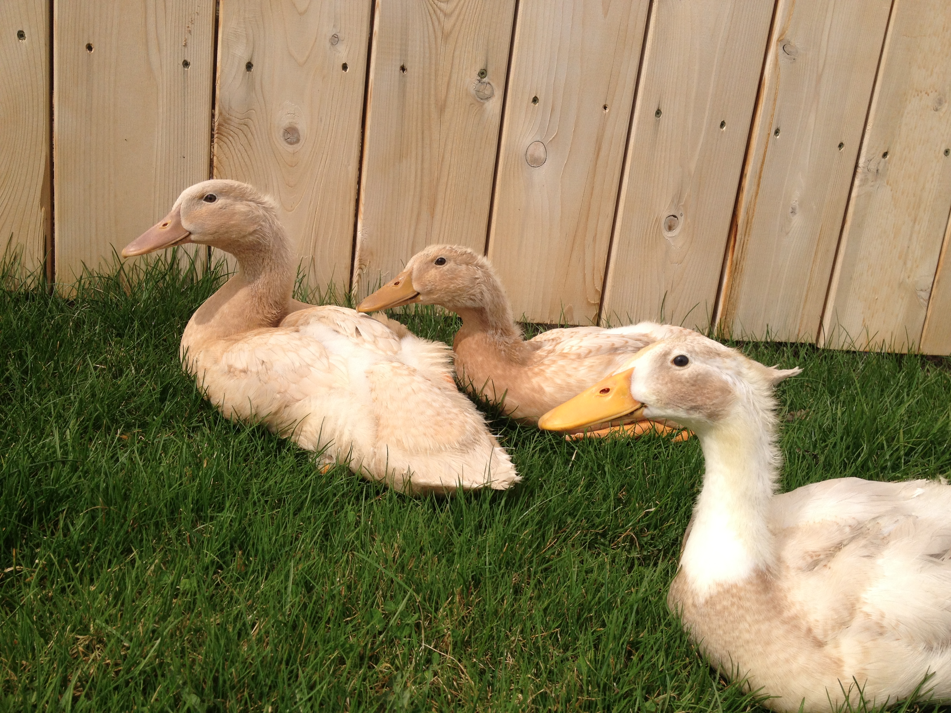 Harold ended up being an Indian Running Duck. He is our mascot around the Lavender and Sage Homestead!