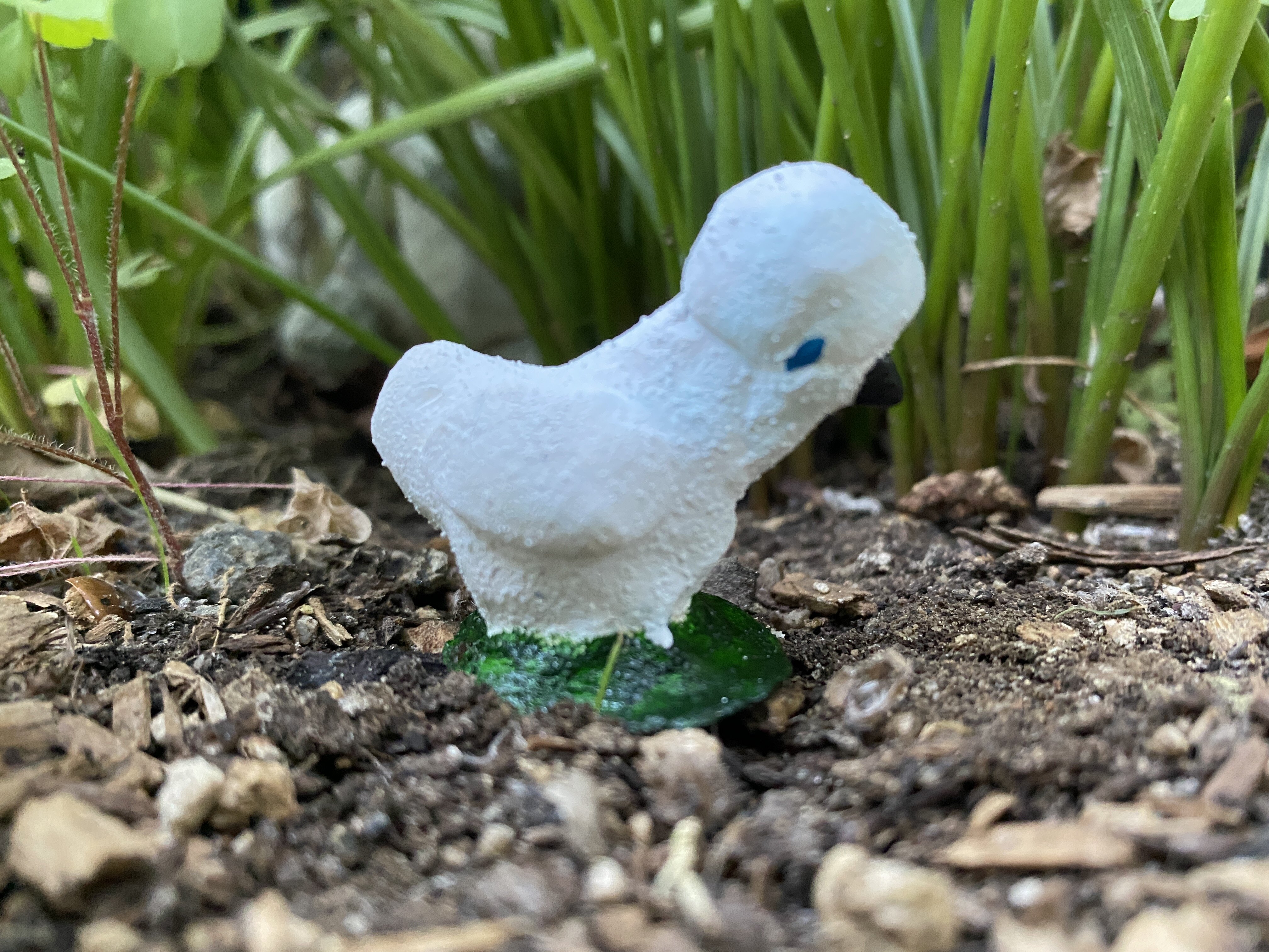 Harriet, a silkie hen.