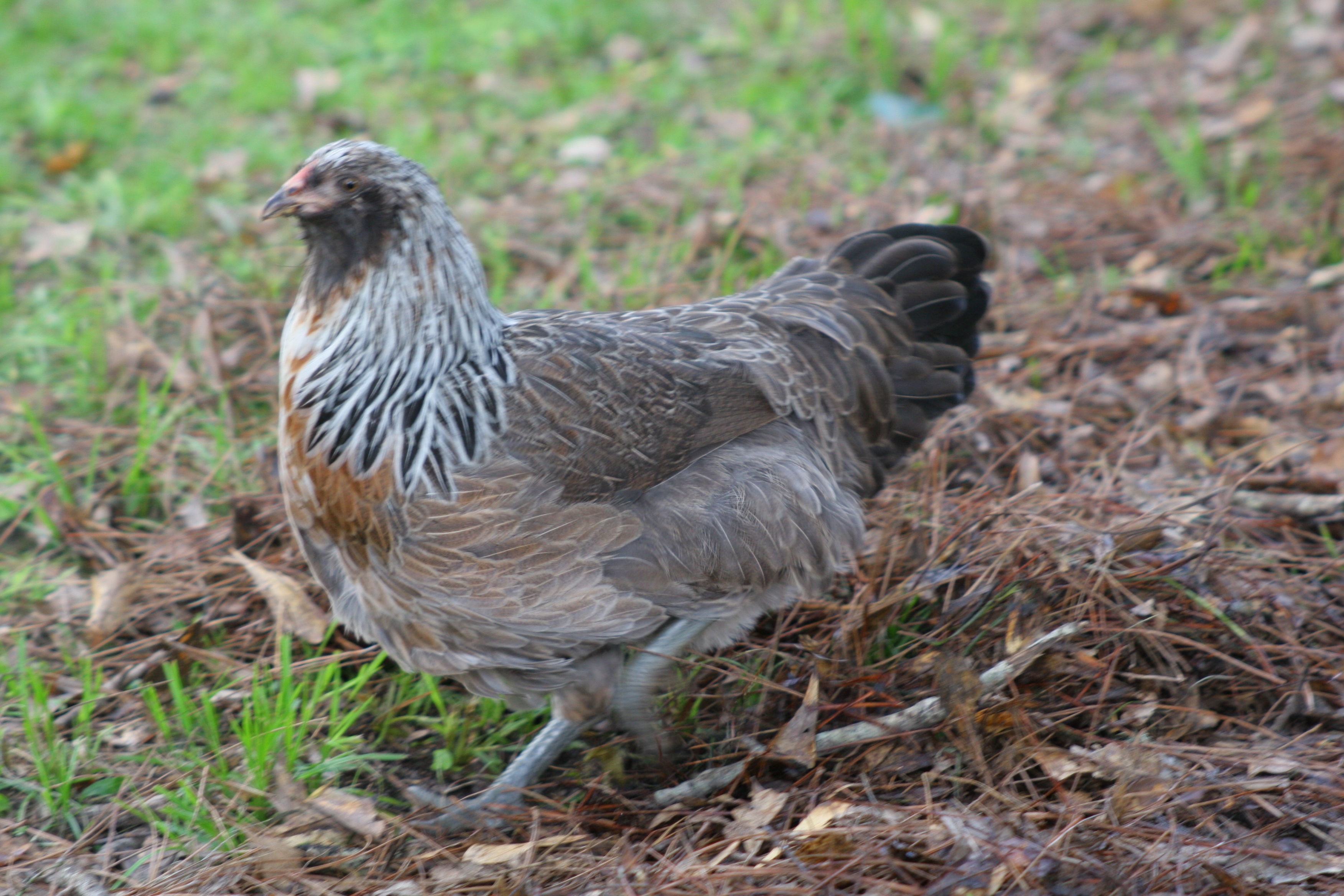 Harriet the Ameracauna