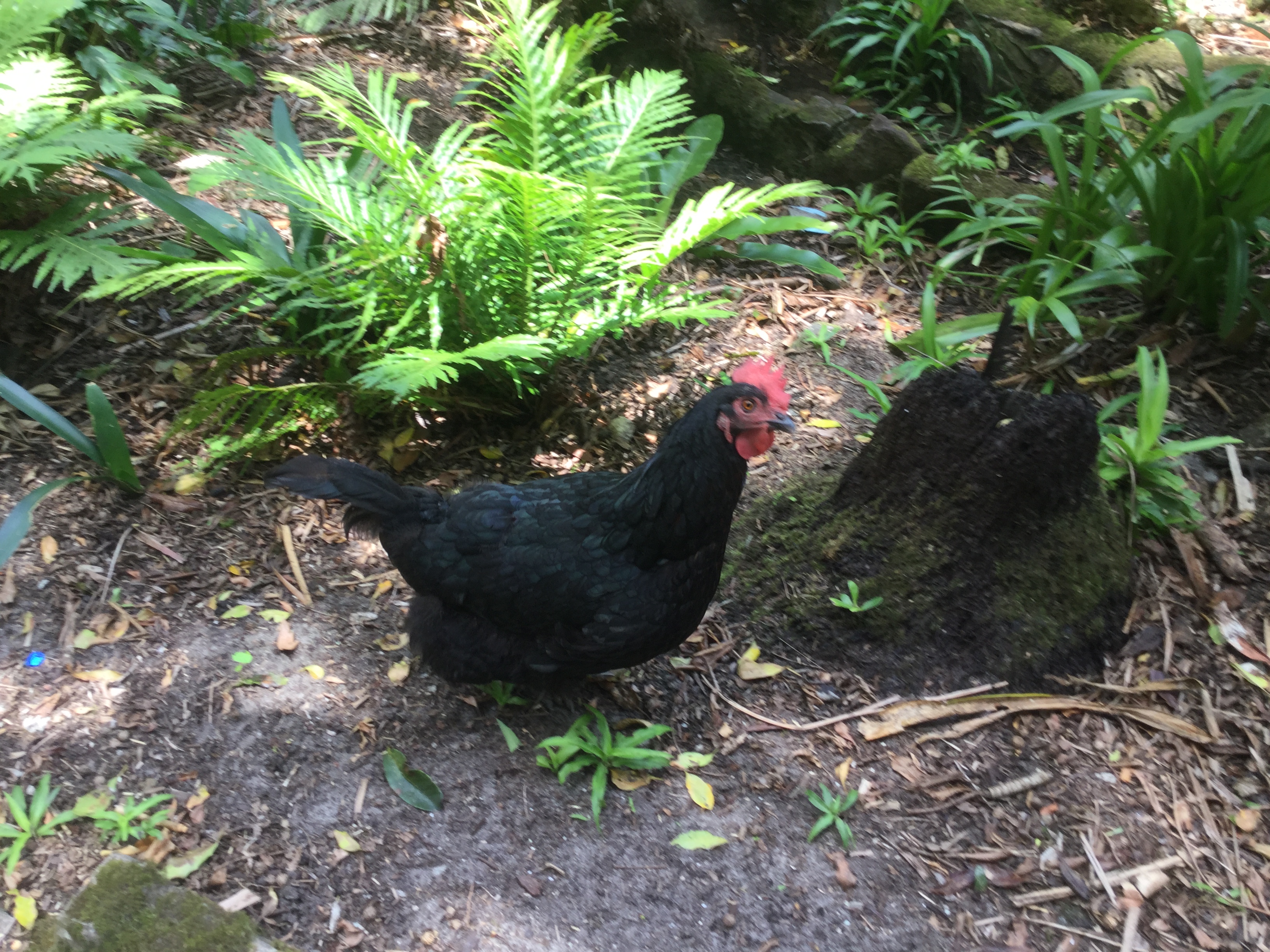Harriette enjoying freedom again after recovering from a dog attack