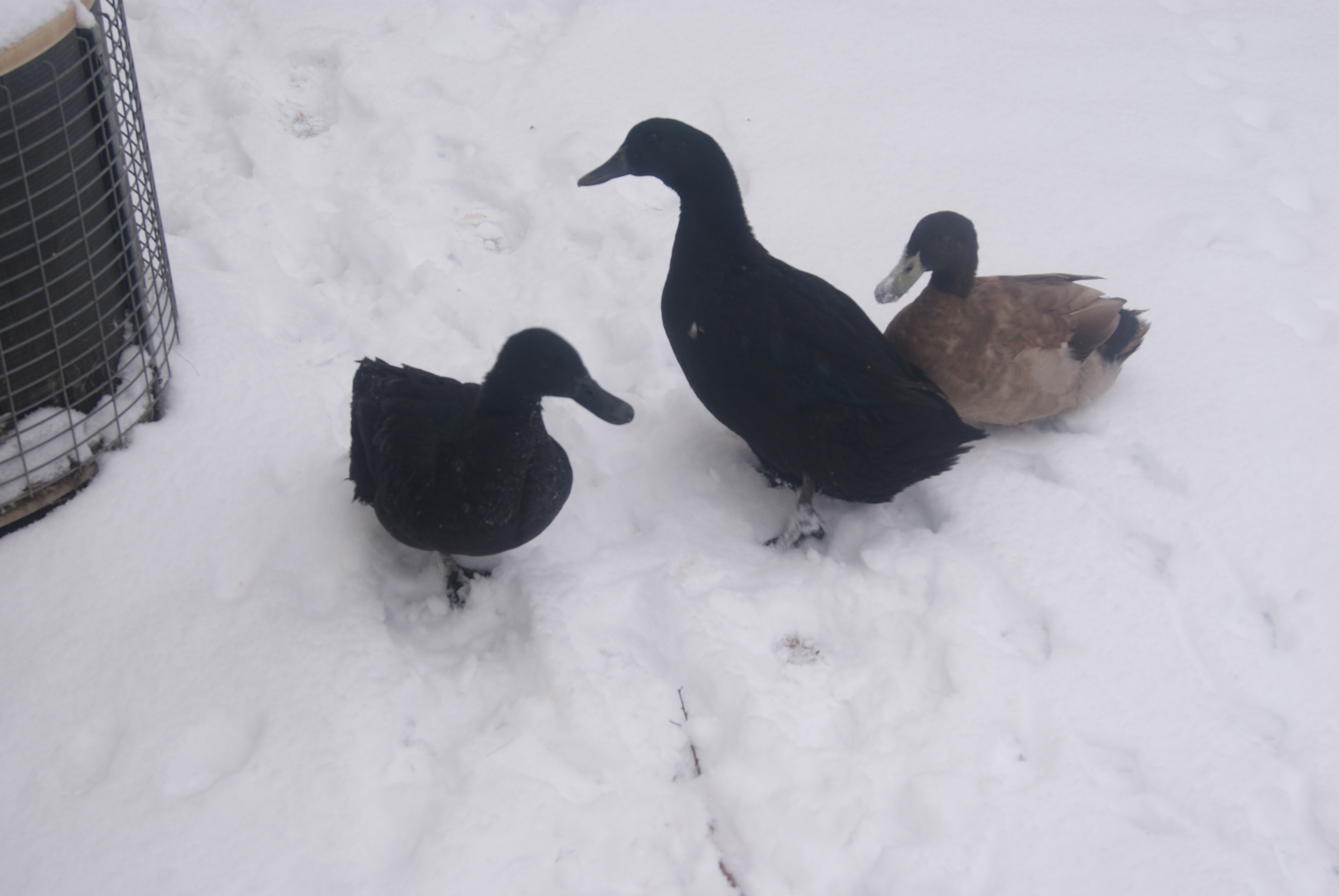 Harrold and his girls.. 
Left- Daisy
Right- Saphire