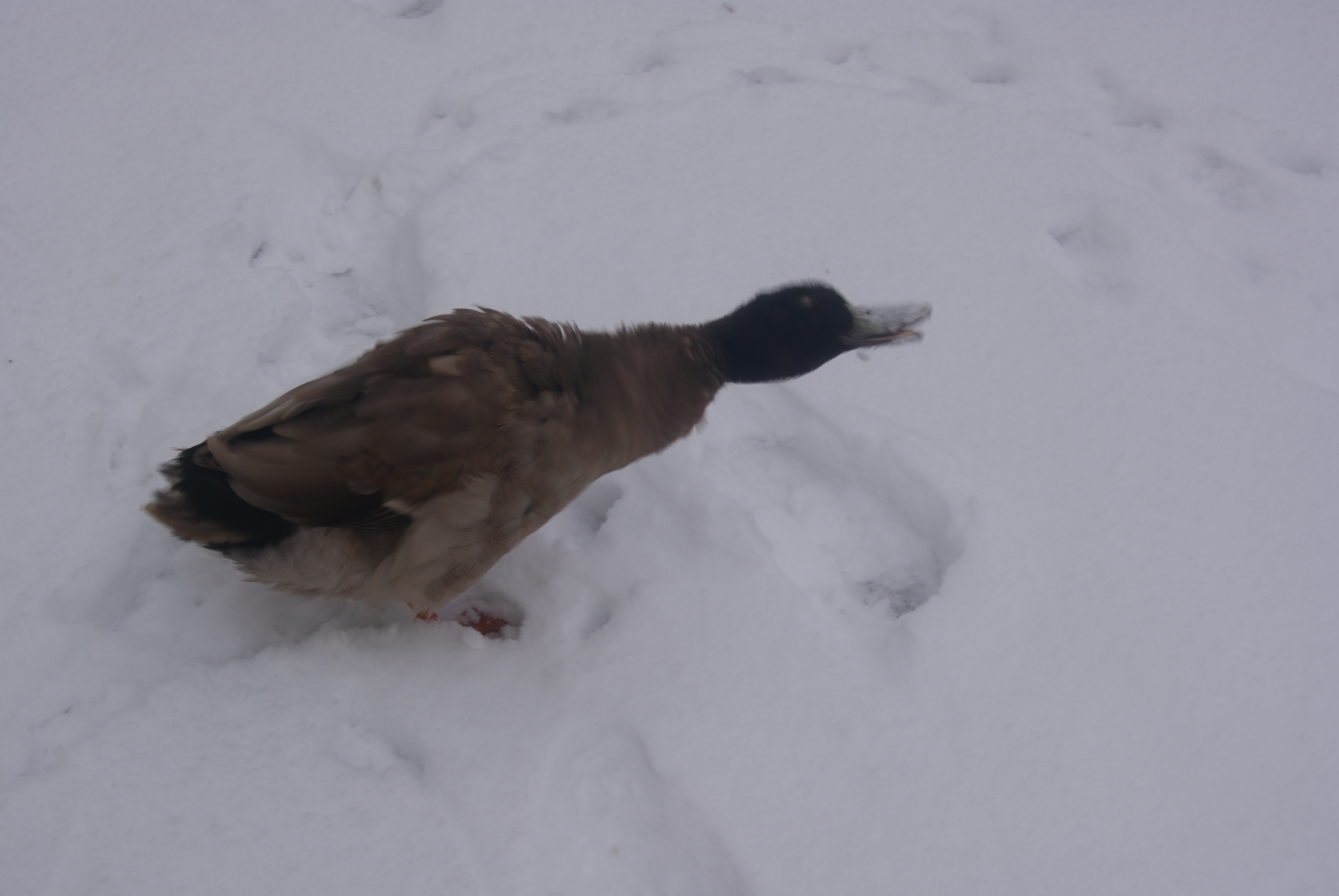 Harrold enjoyin the snow and rollin around like a goof ball