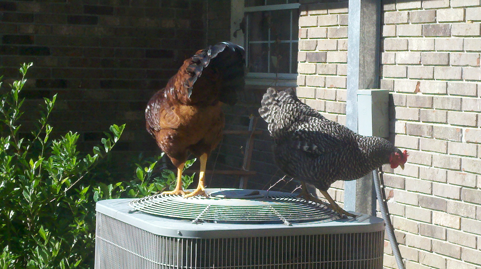 Harry and one of his hens getting a better view of things.