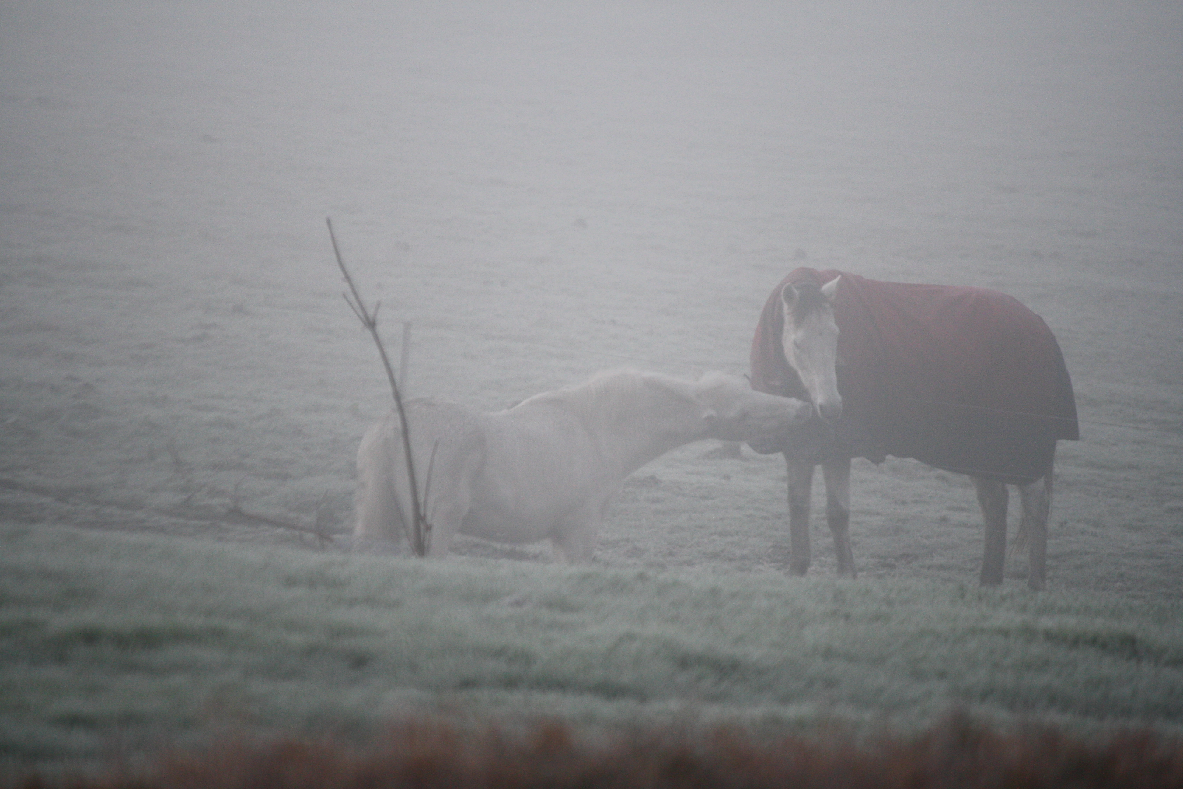 Harry and Winston trying to warm up.
